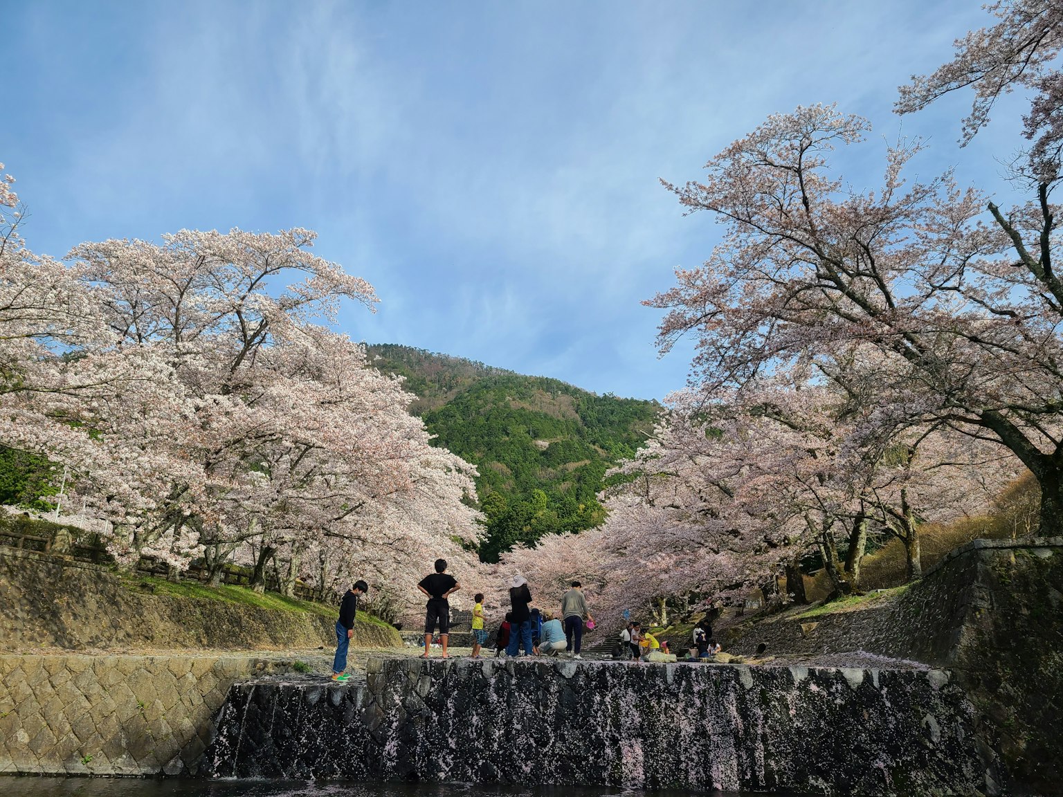 櫻花樹和人們的公園場景