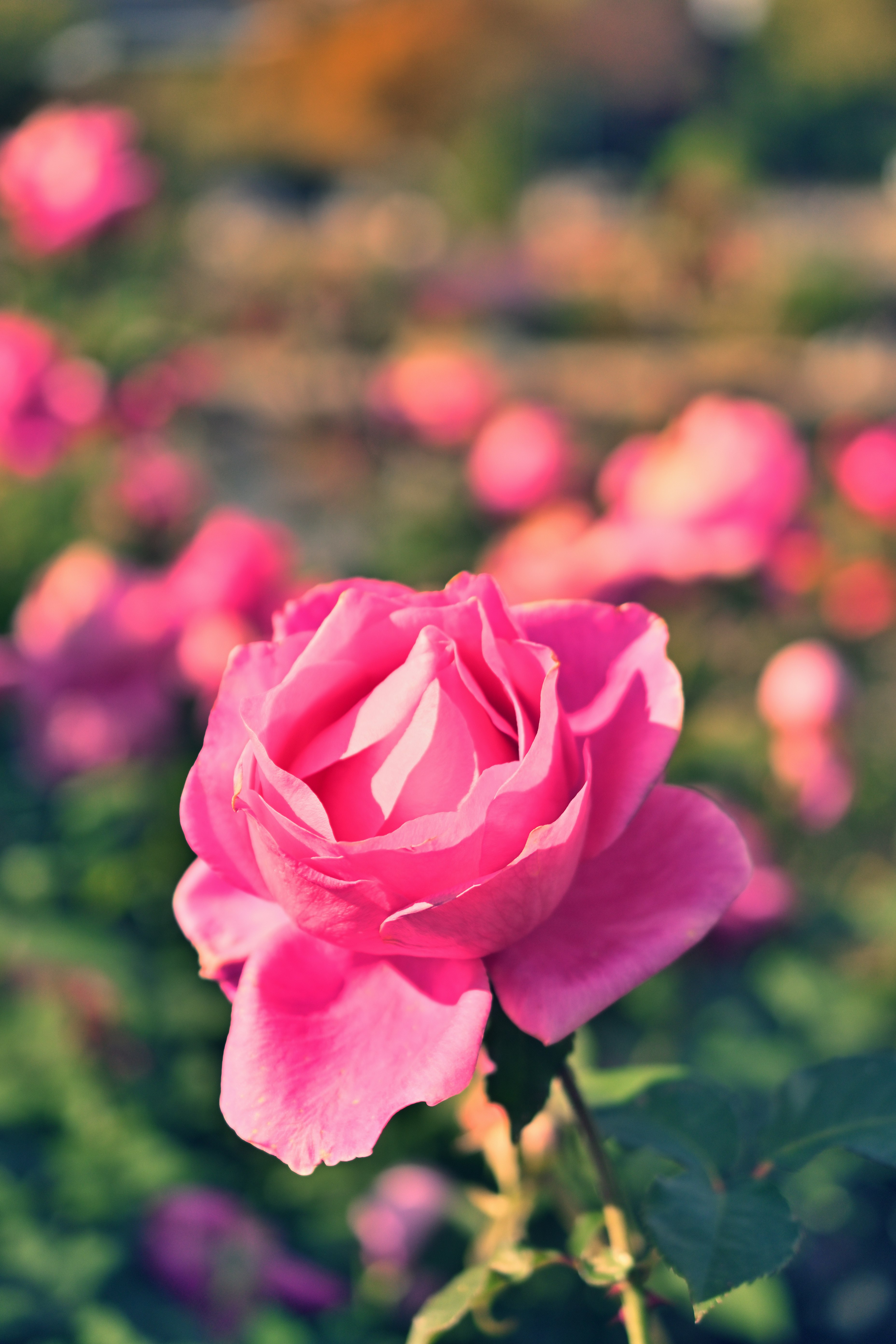 Pink rose bloom in a garden with soft bokeh background