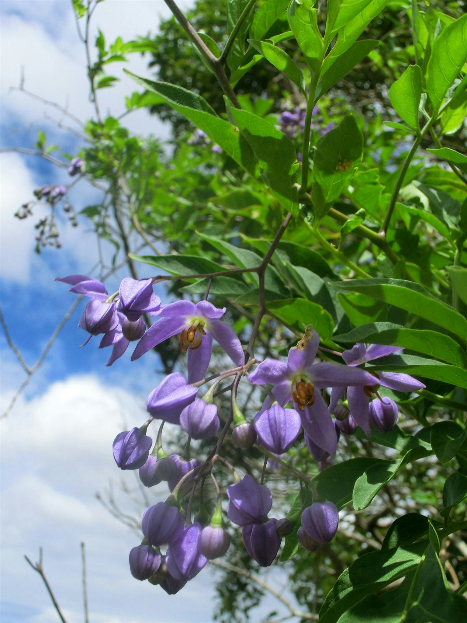 Cabang tanaman dengan bunga ungu di latar belakang langit biru