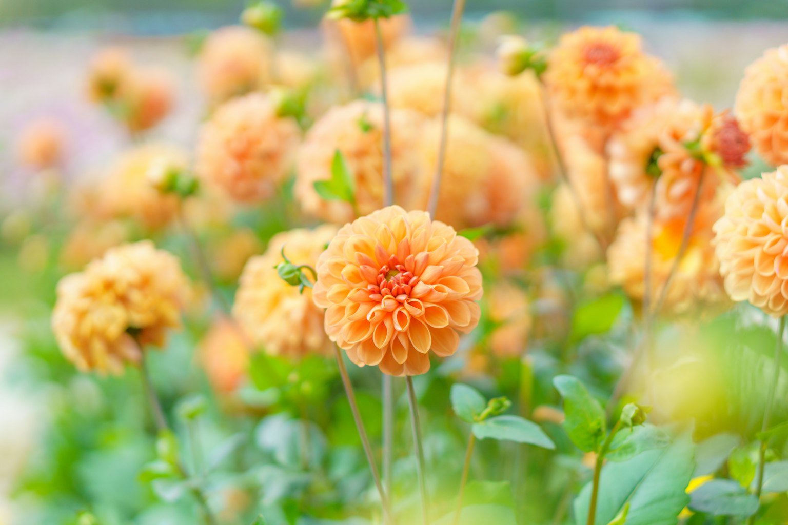 Un campo di fiori di dalia arancioni in fiore