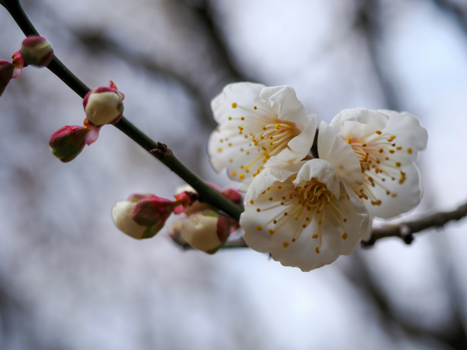 白色梅花和花苞的樹枝特寫