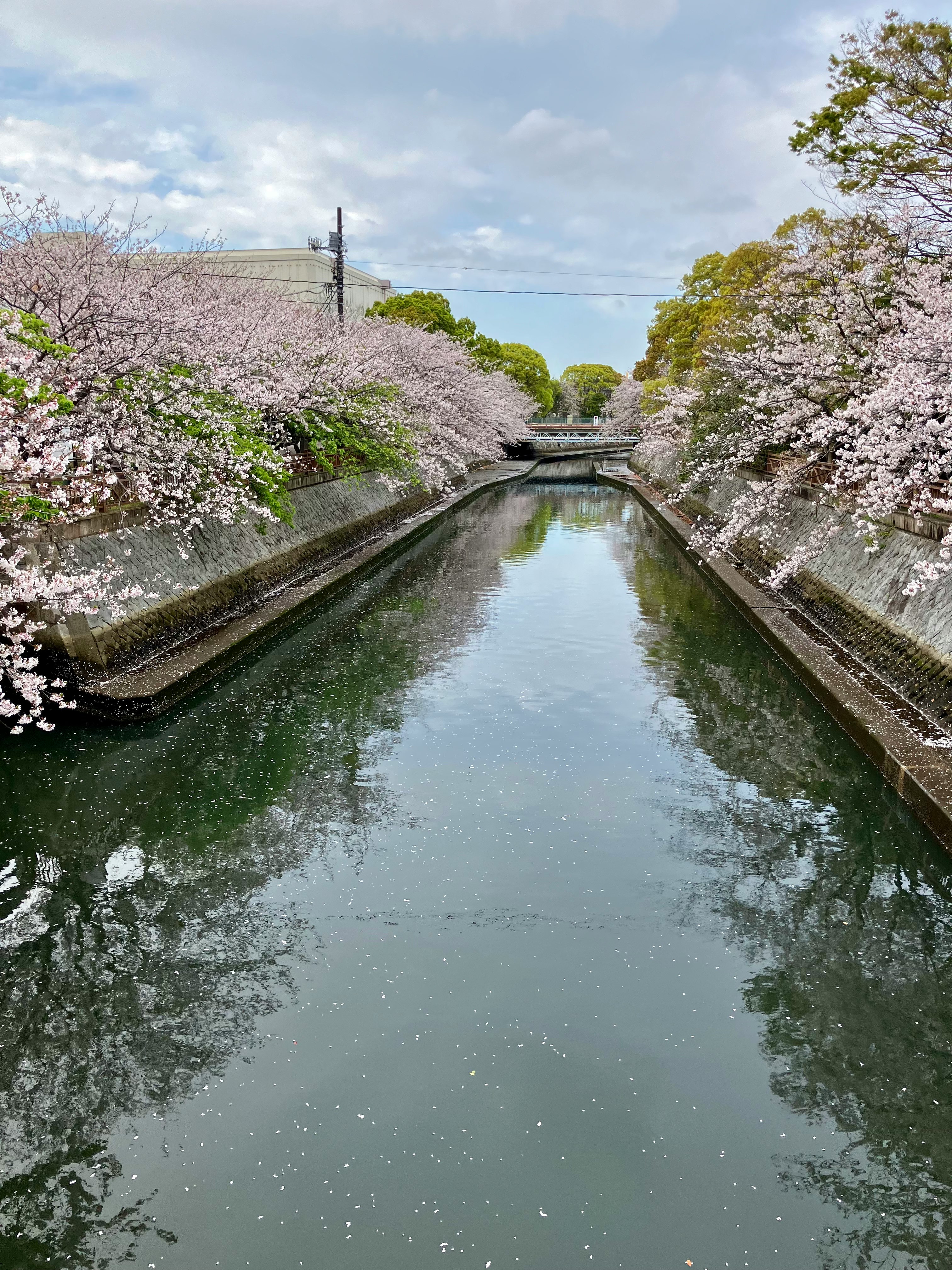 川べりの満開の桜並木と水路