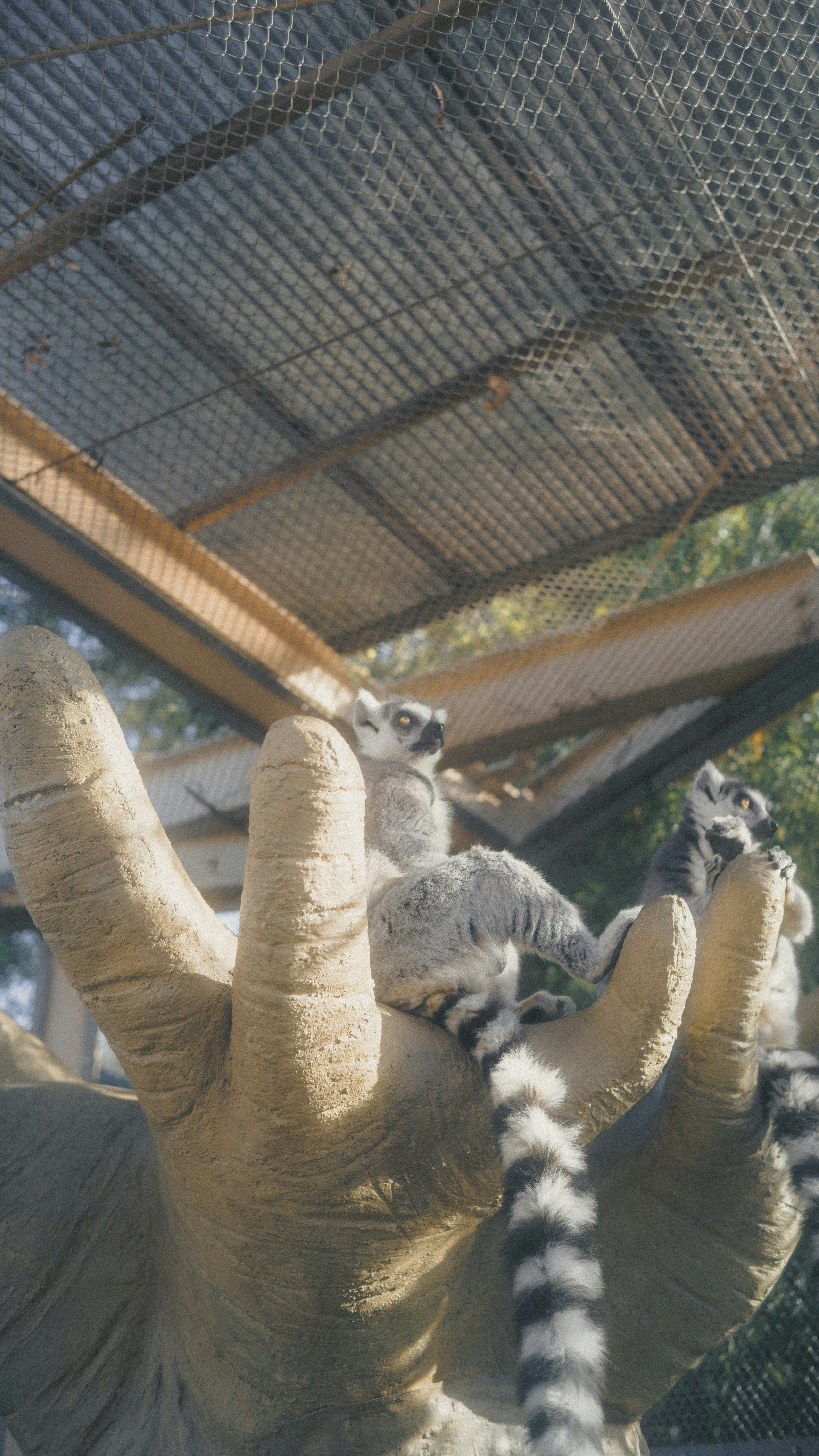 動物園の檻でじゃれ合う子ヤギたち