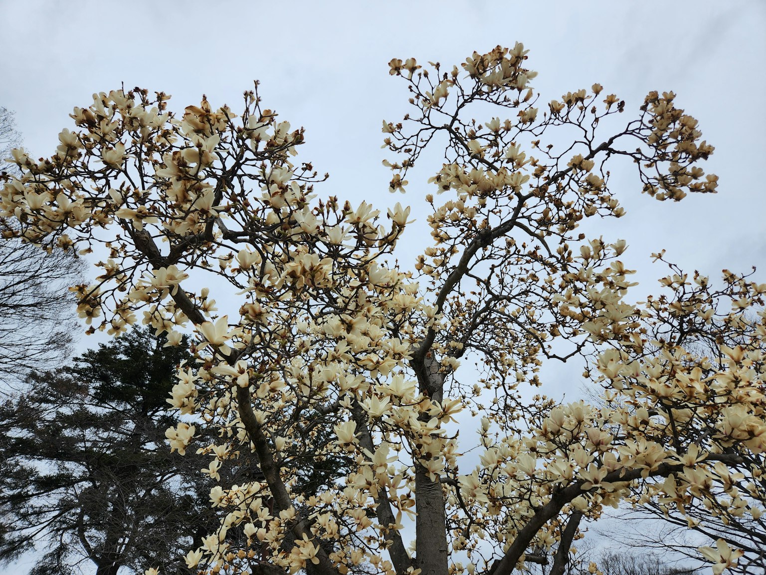 Ein Baum mit weißen Blumen blüht gegen einen bewölkten Himmel