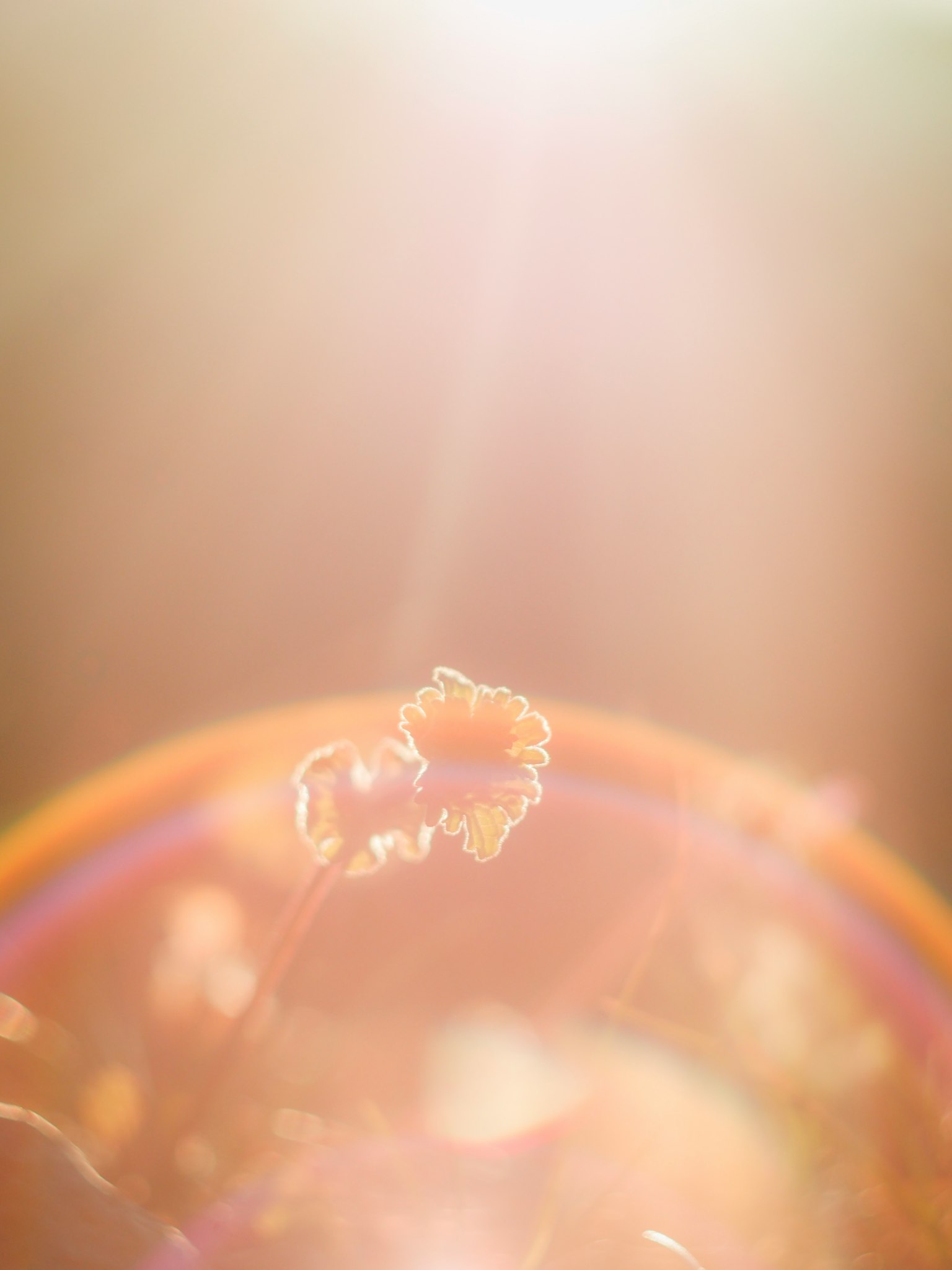 Gros plan d'une fleur s'épanouissant dans une lumière douce