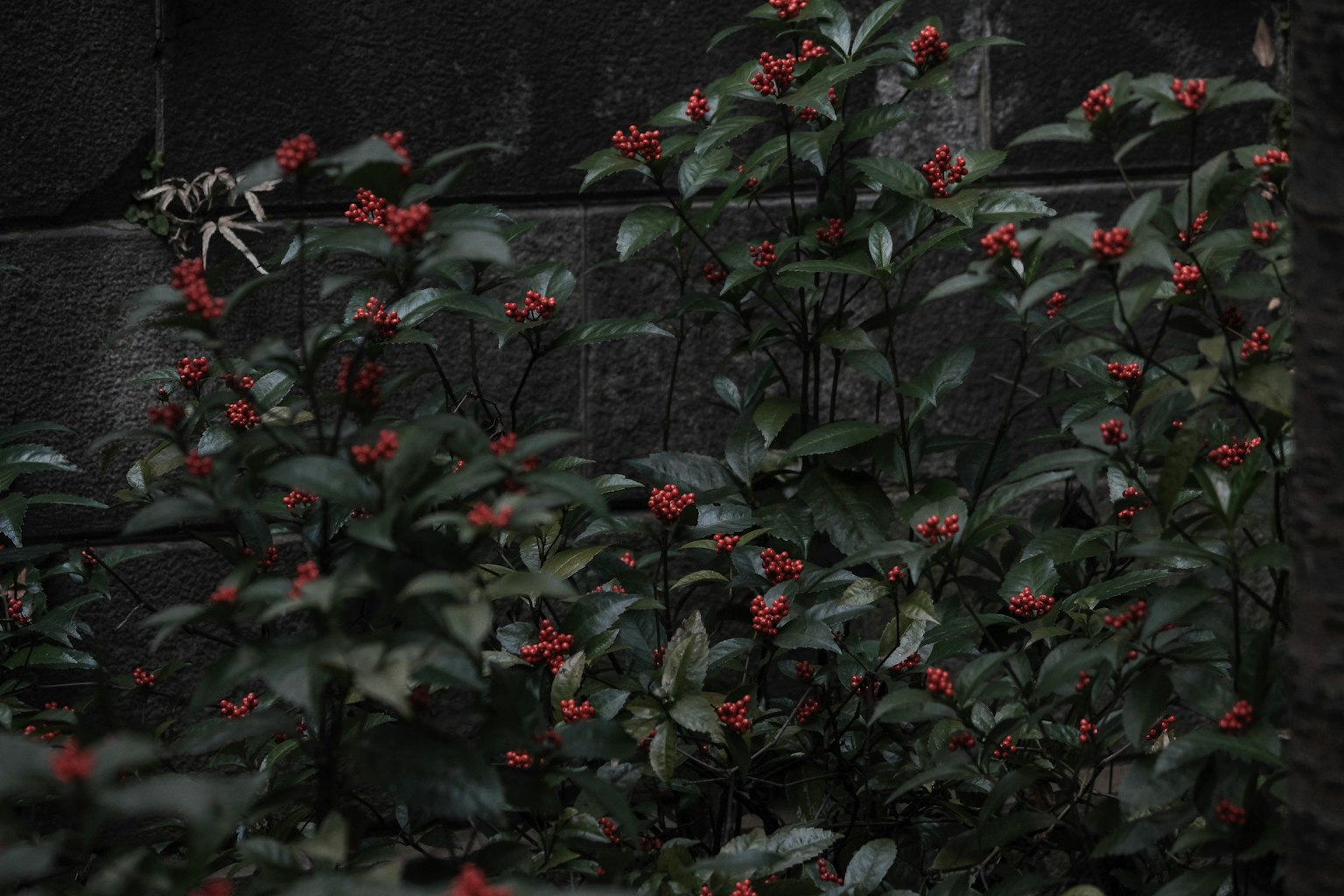 Sekelompok tanaman hijau dengan bunga merah di latar belakang gelap