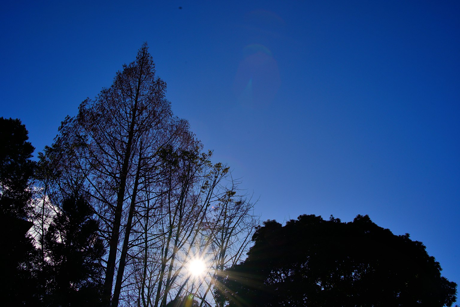 Silhouette von Bäumen gegen einen klaren blauen Himmel mit Sonnenlicht