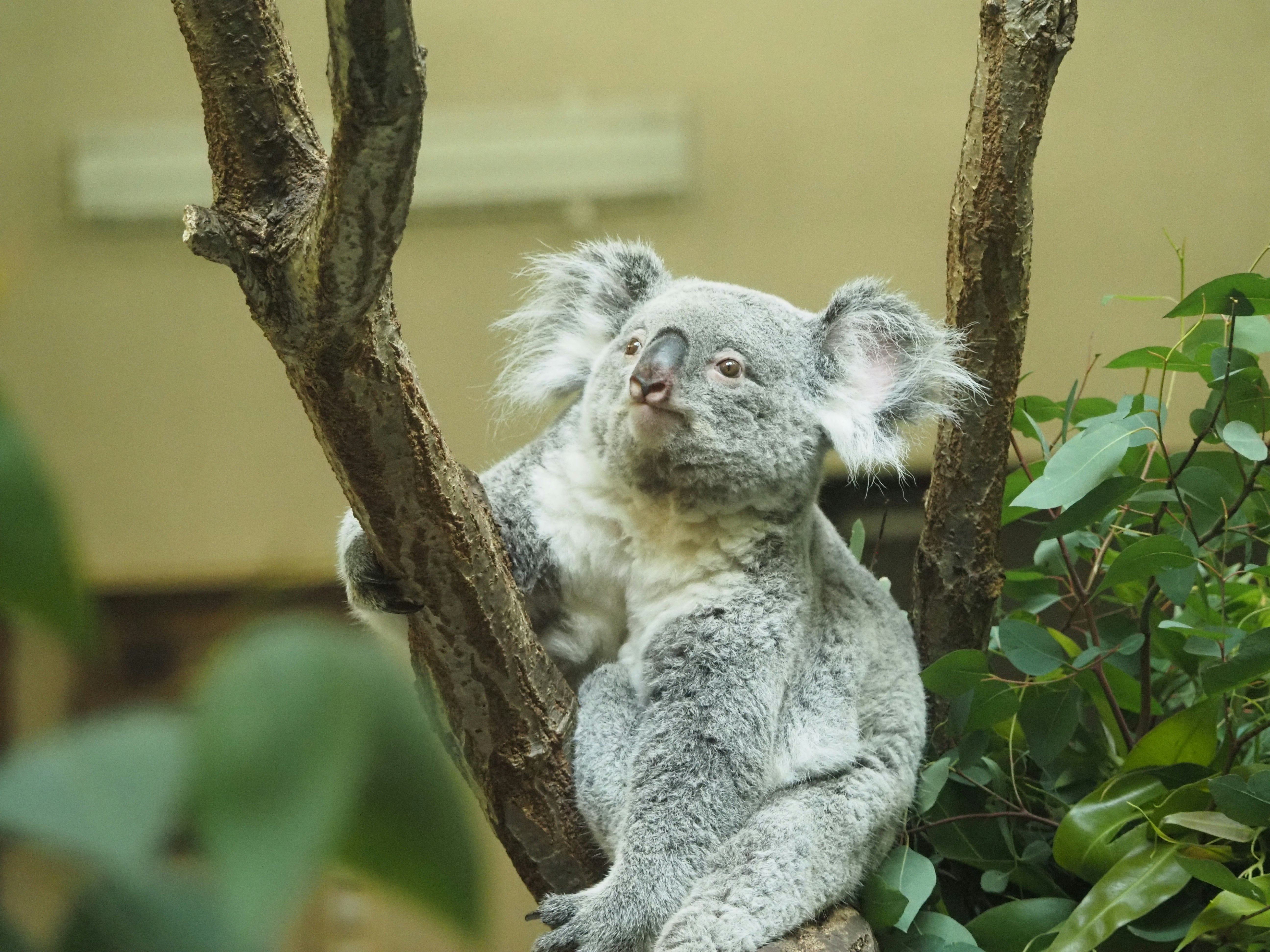 塔馬動物公園抱著樹枝的考拉