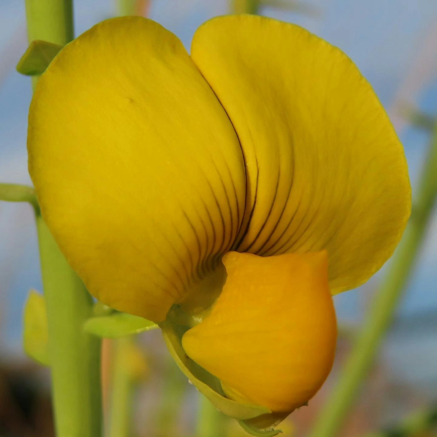 Nahaufnahme einer Blume mit leuchtend gelben Blütenblättern