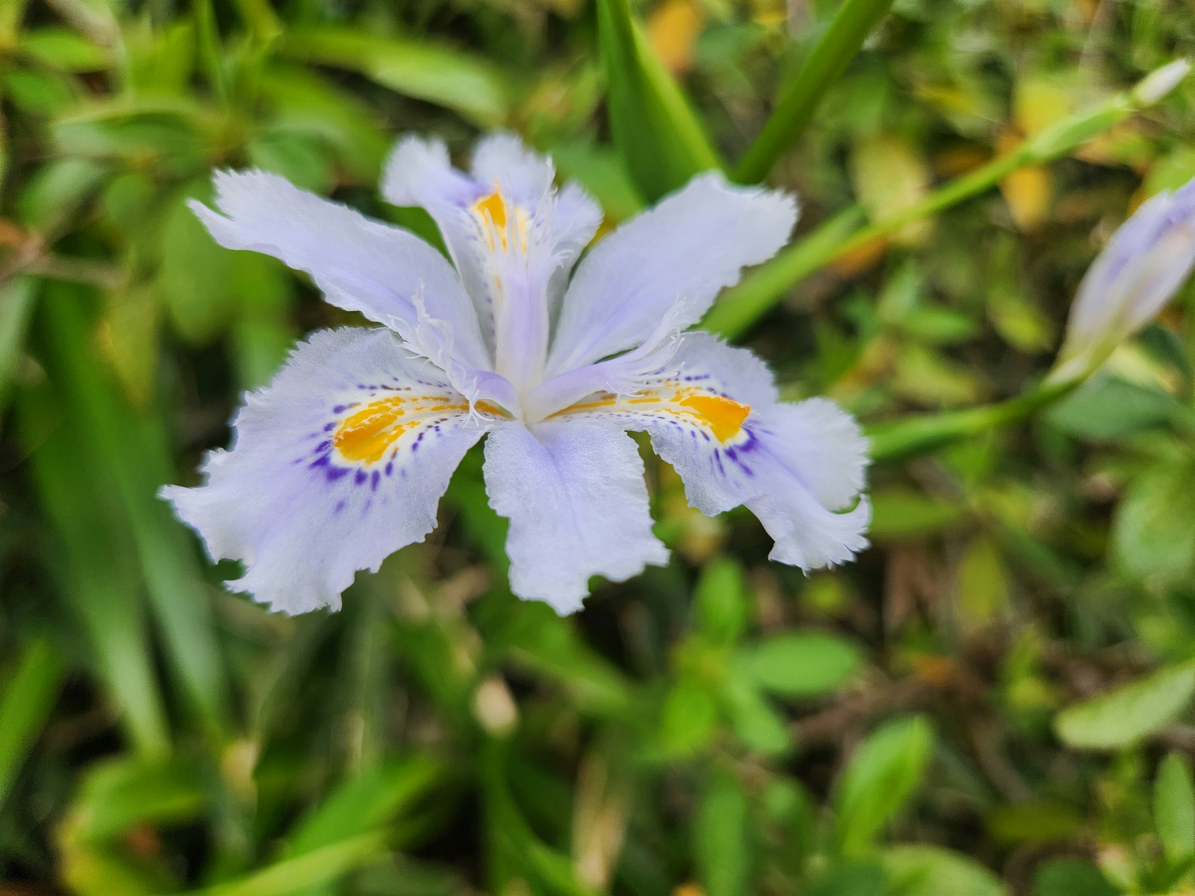 アヤメ（花菖蒲）の花が咲く春の草むら