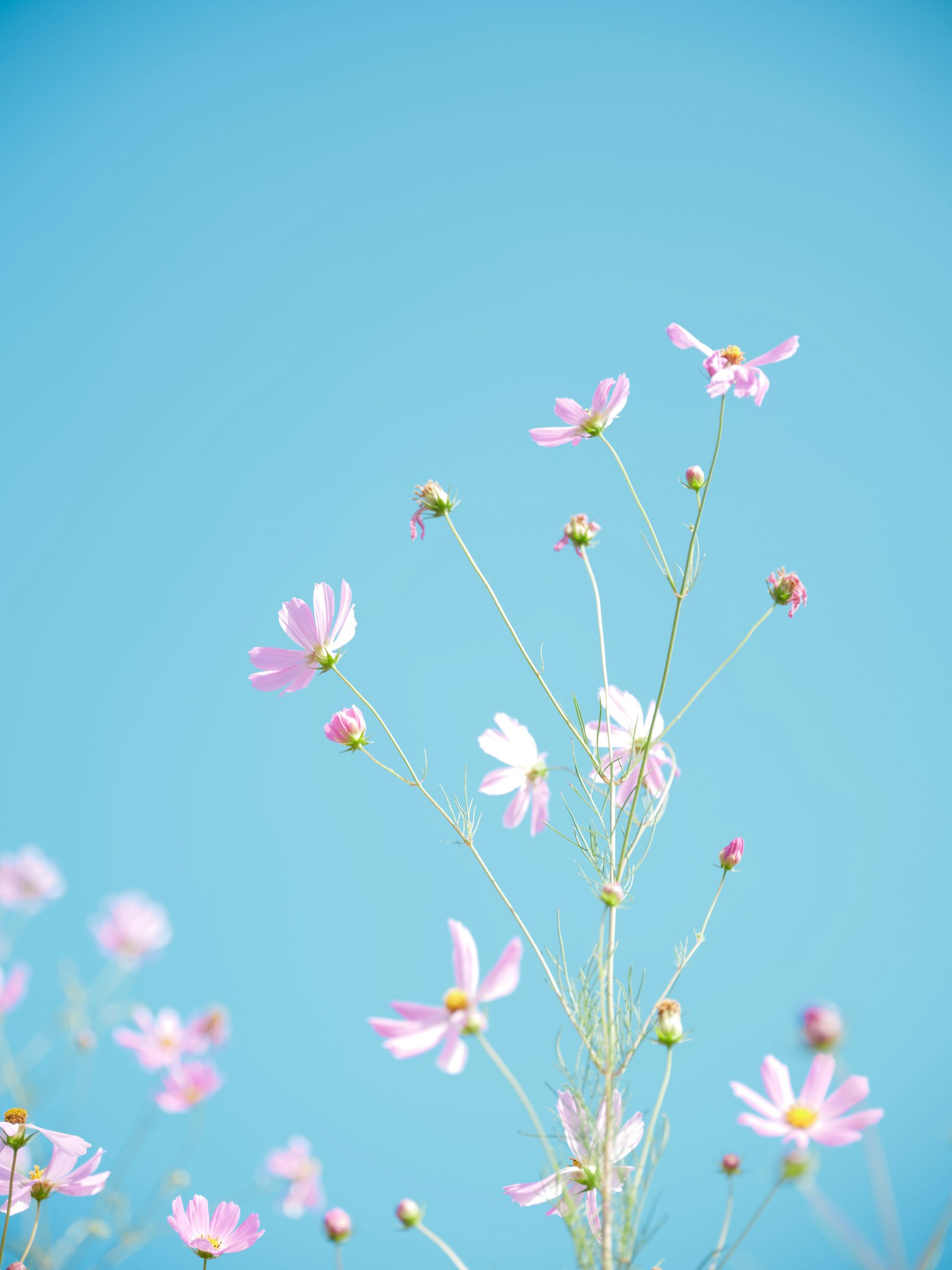 푸른 하늘 배경의 분홍색 꽃 클로즈업