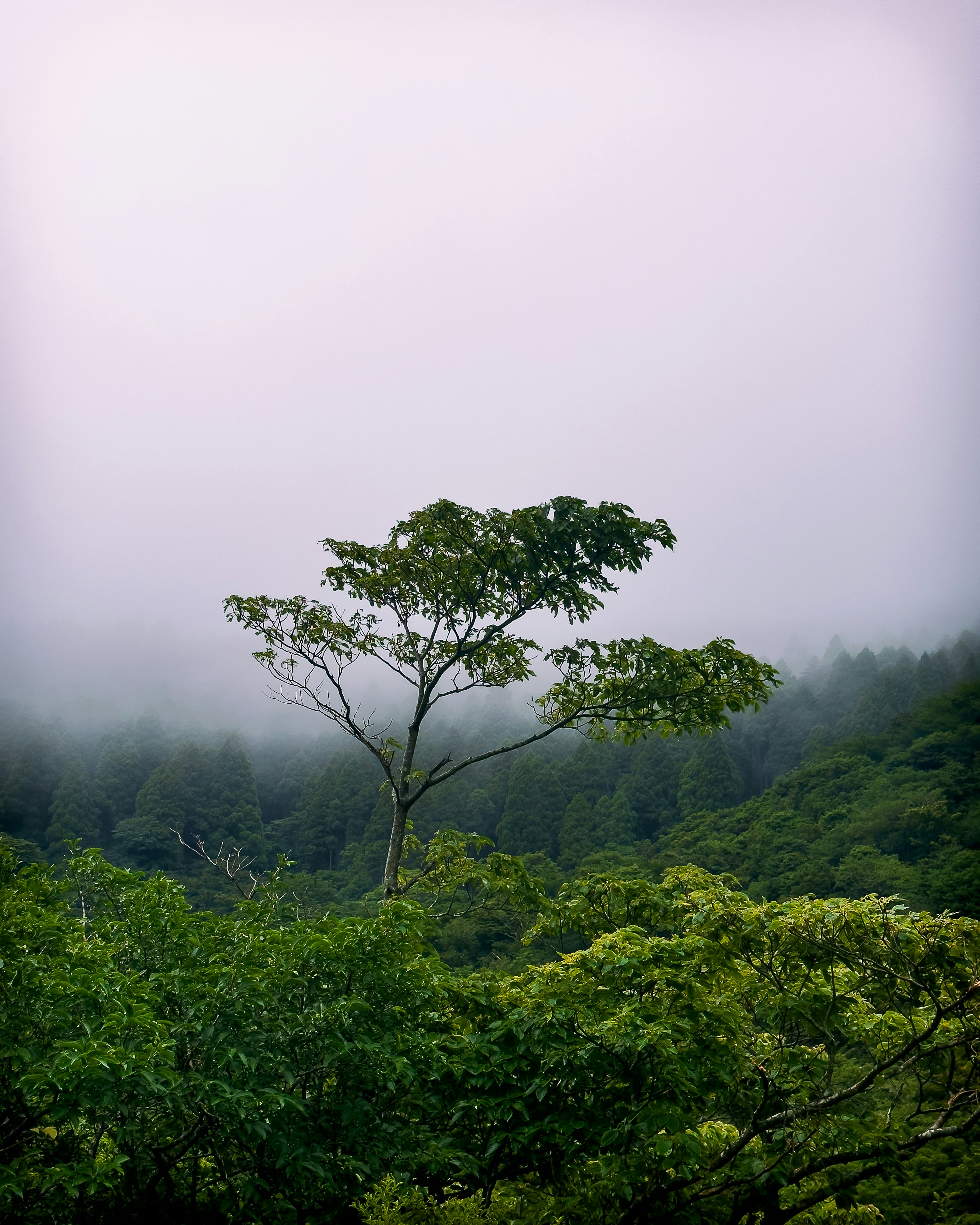 霧のかかった山あいの緑の木々