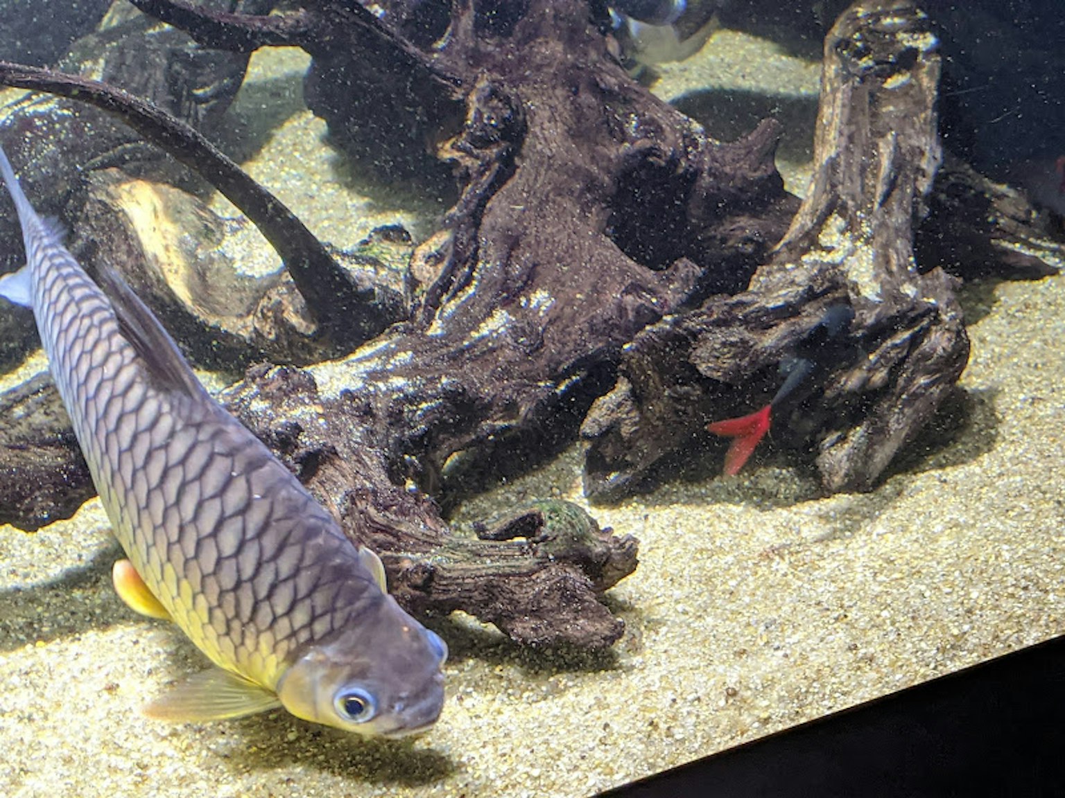 Fish swimming in an aquarium with driftwood