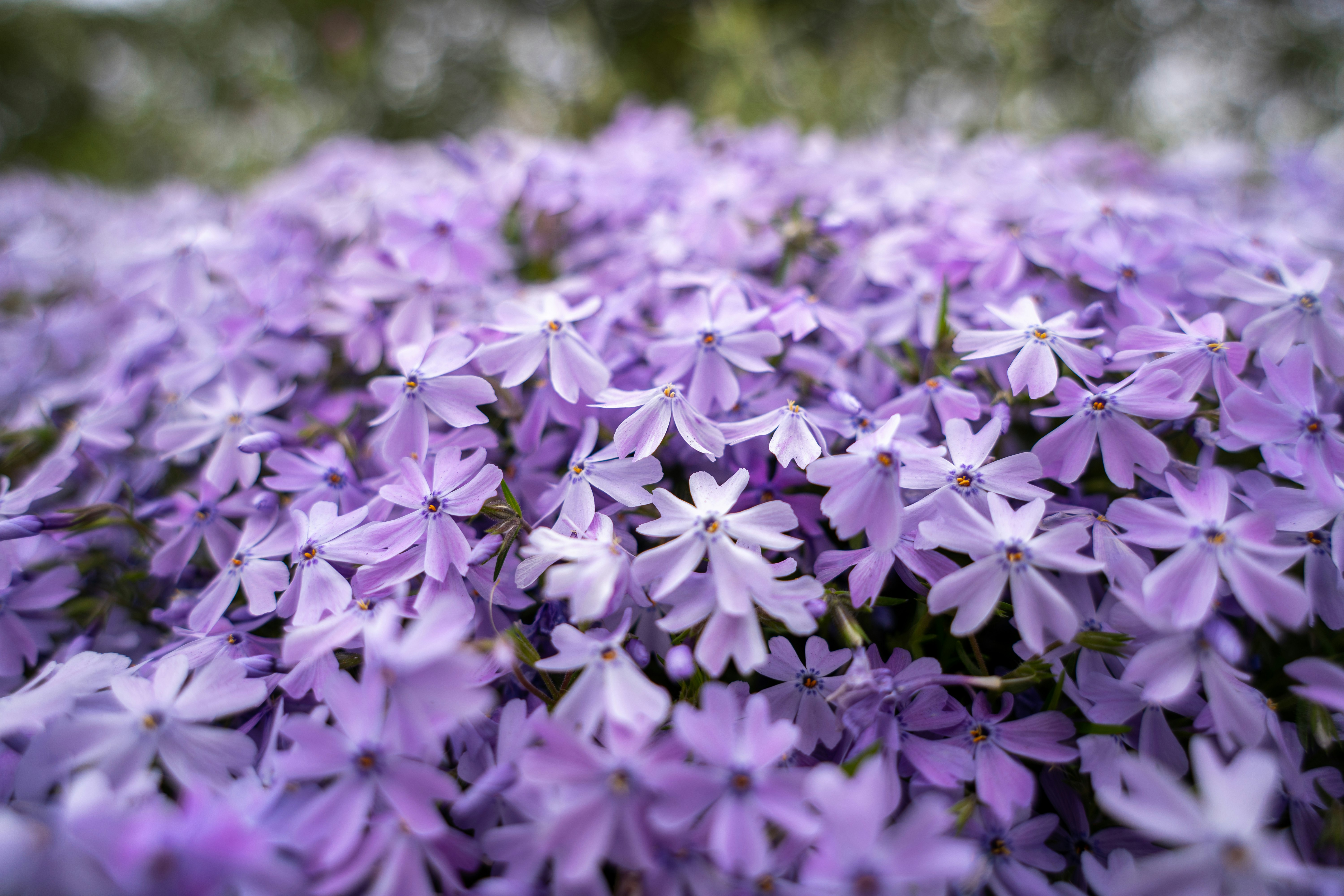 Close-up of a vibrant cluster of purple flowers