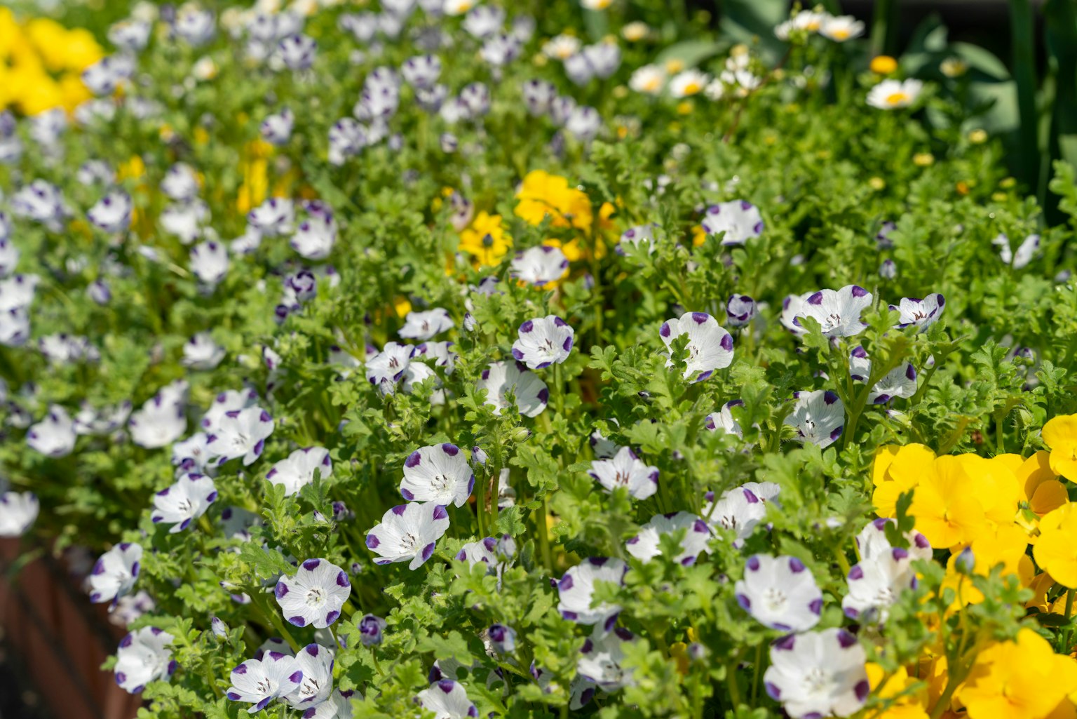 A vibrant cluster of green plants with white and blue flowers alongside bright yellow blooms