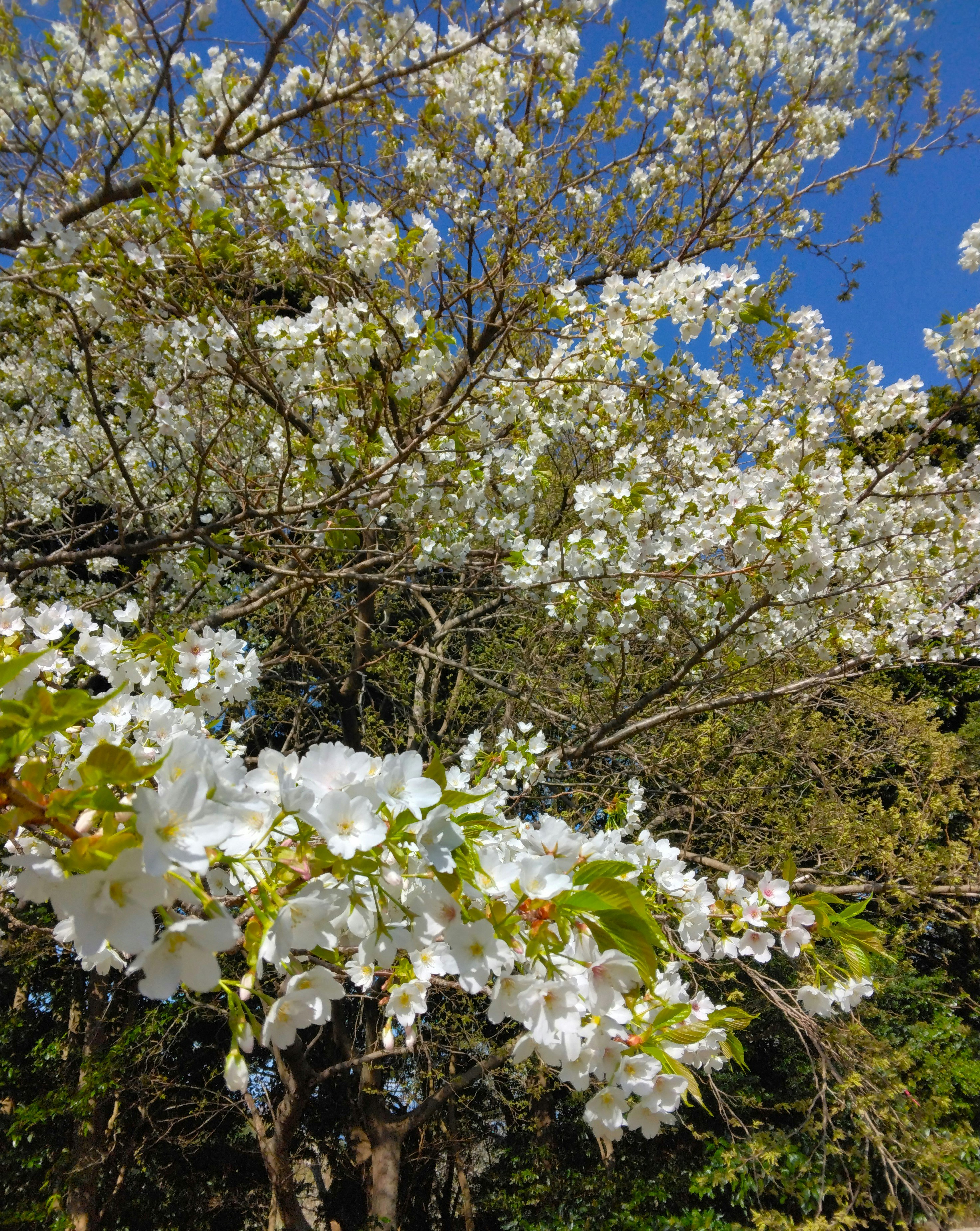 fiori bianchi sugli alberi sotto un cielo azzurro