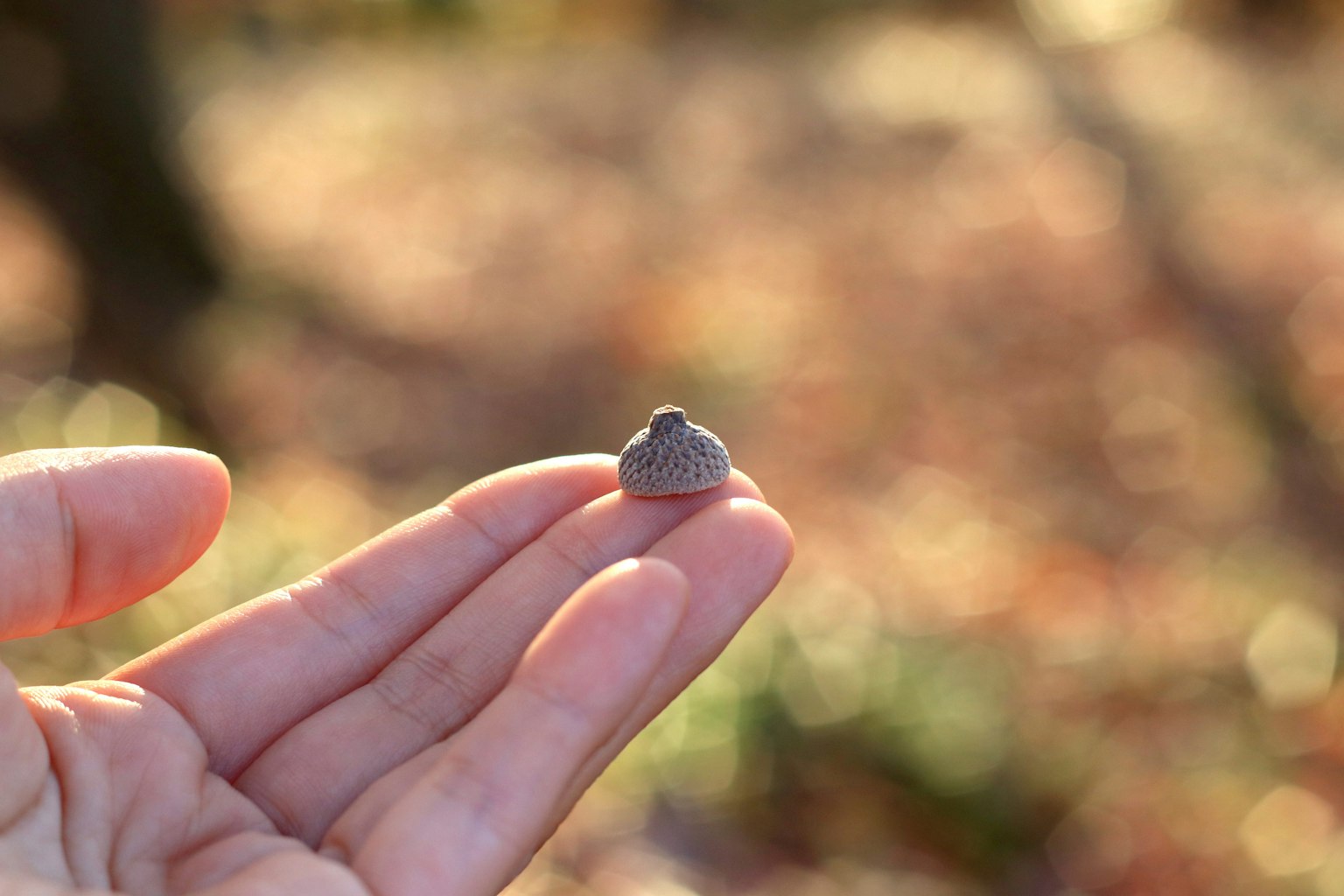 Objek kecil seperti batu yang dipegang di tangan dengan latar belakang alami yang kabur