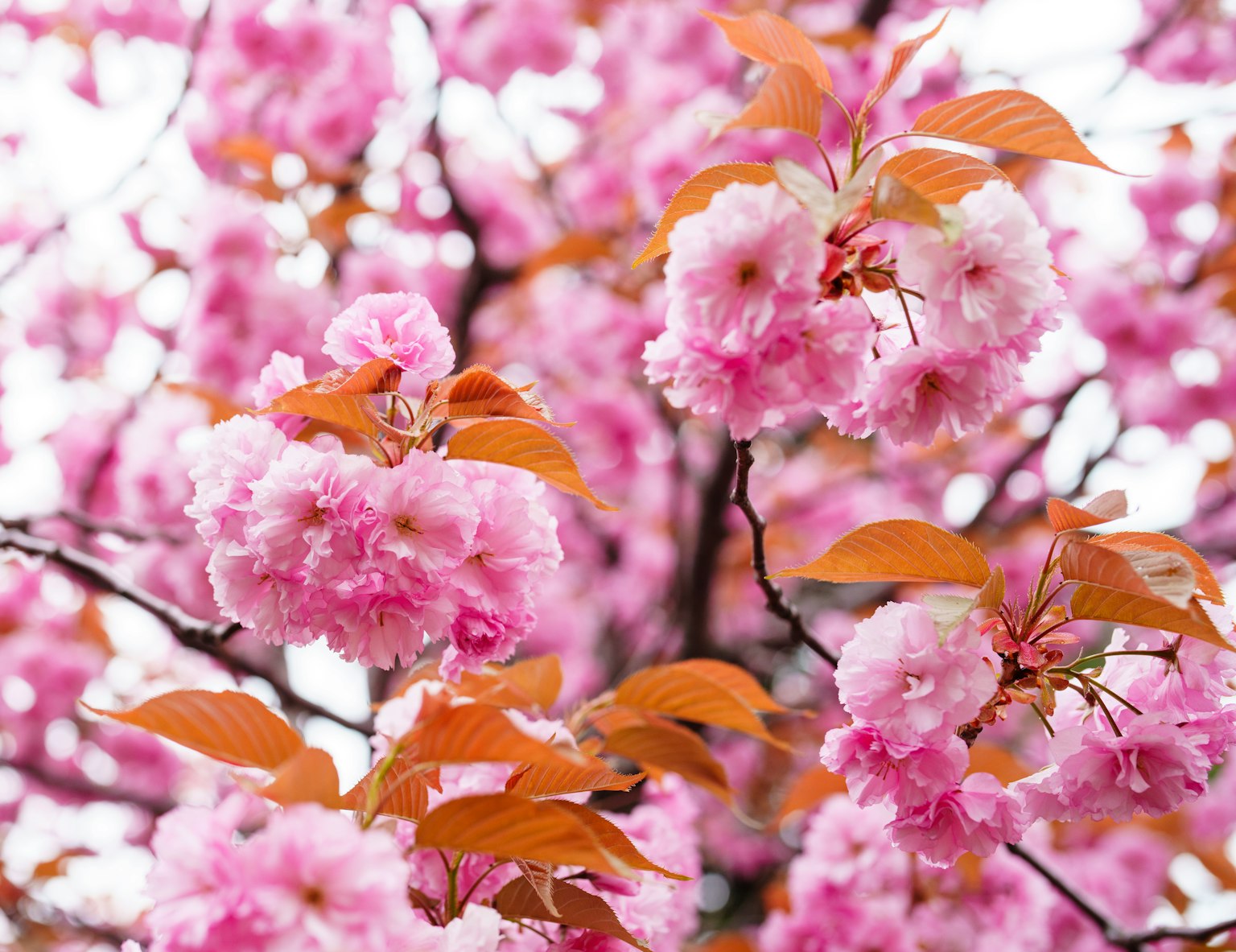 Pemandangan musim semi yang indah dengan bunga sakura yang mekar