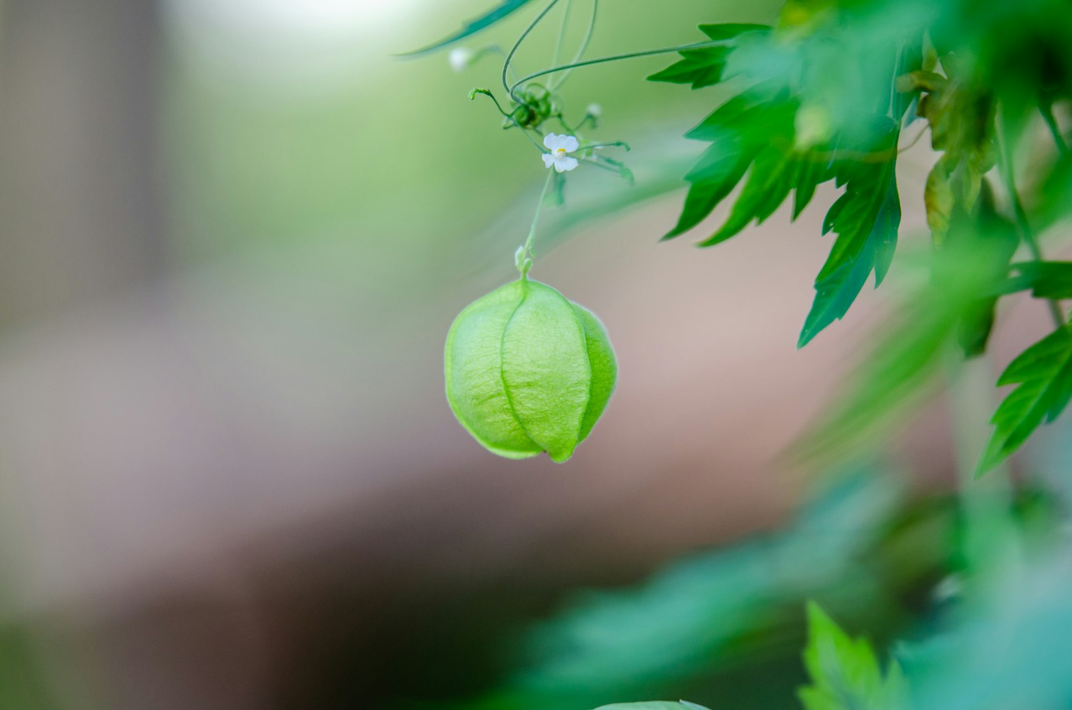ผลไม้สีเขียวเล็กๆ แข hanging อยู่ระหว่างใบสีเขียว