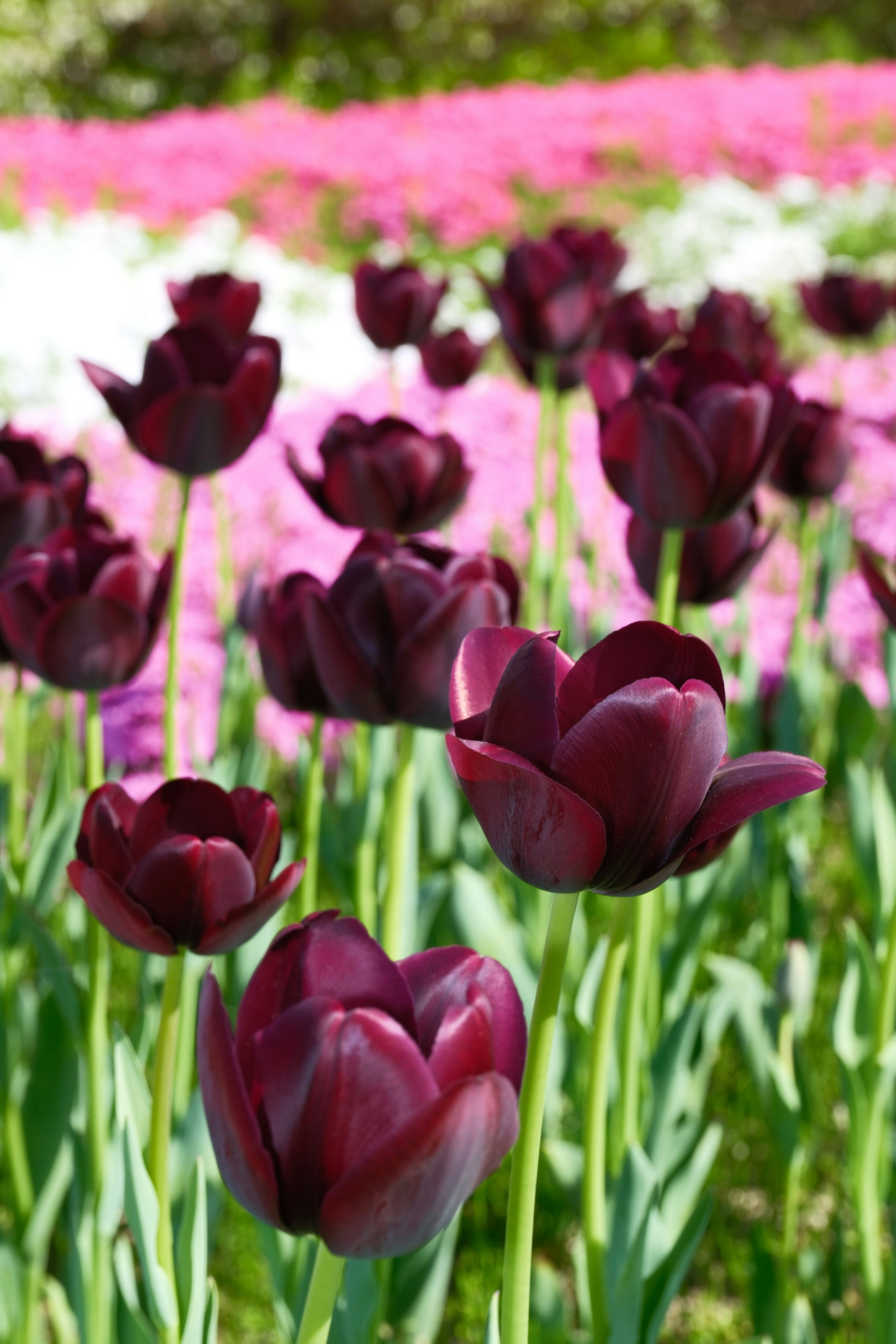 濃い紫のチューリップが咲く花畑の芝桜