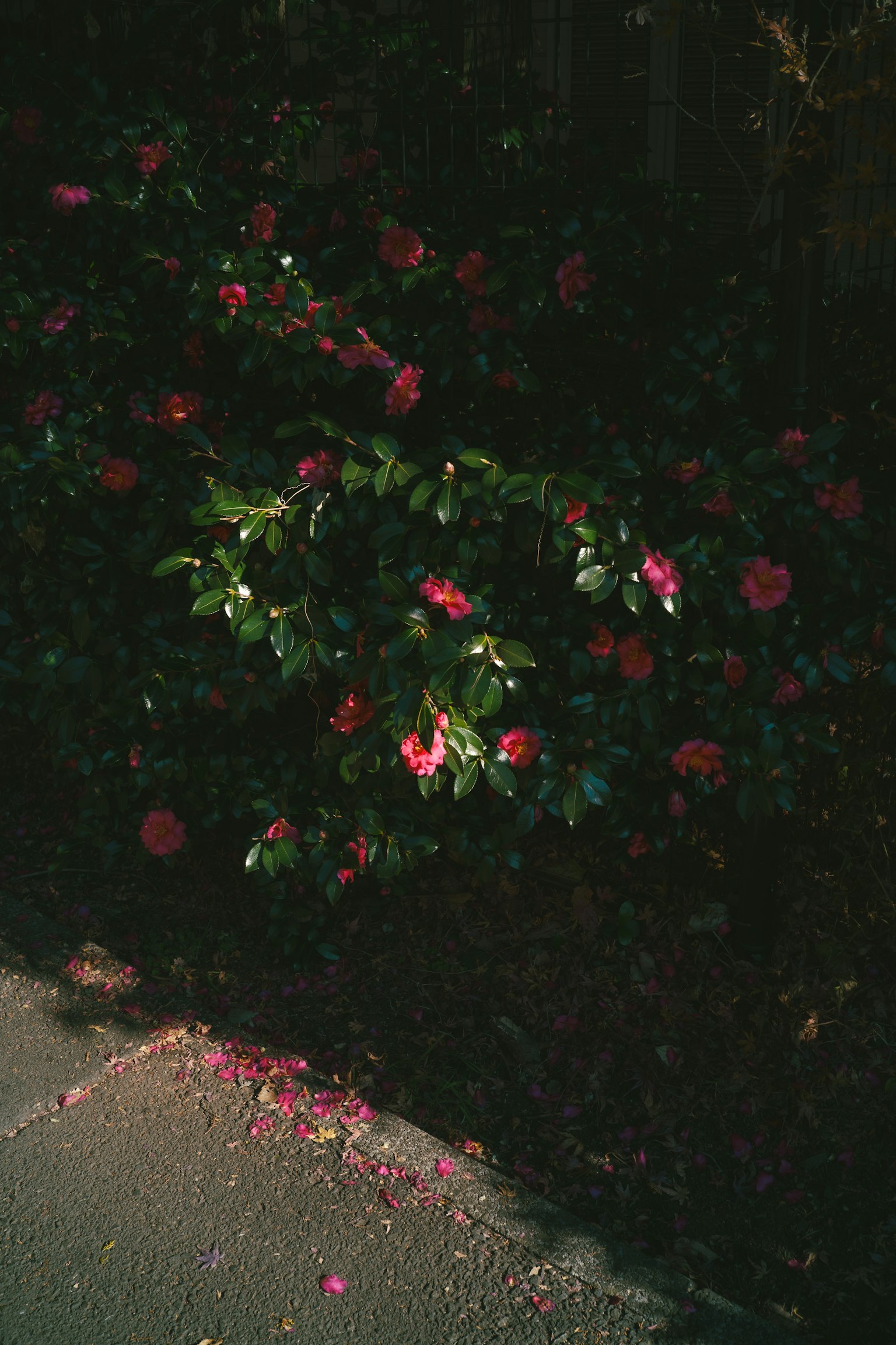 Vibrant pink flowers blooming on a shrub beside a paved path