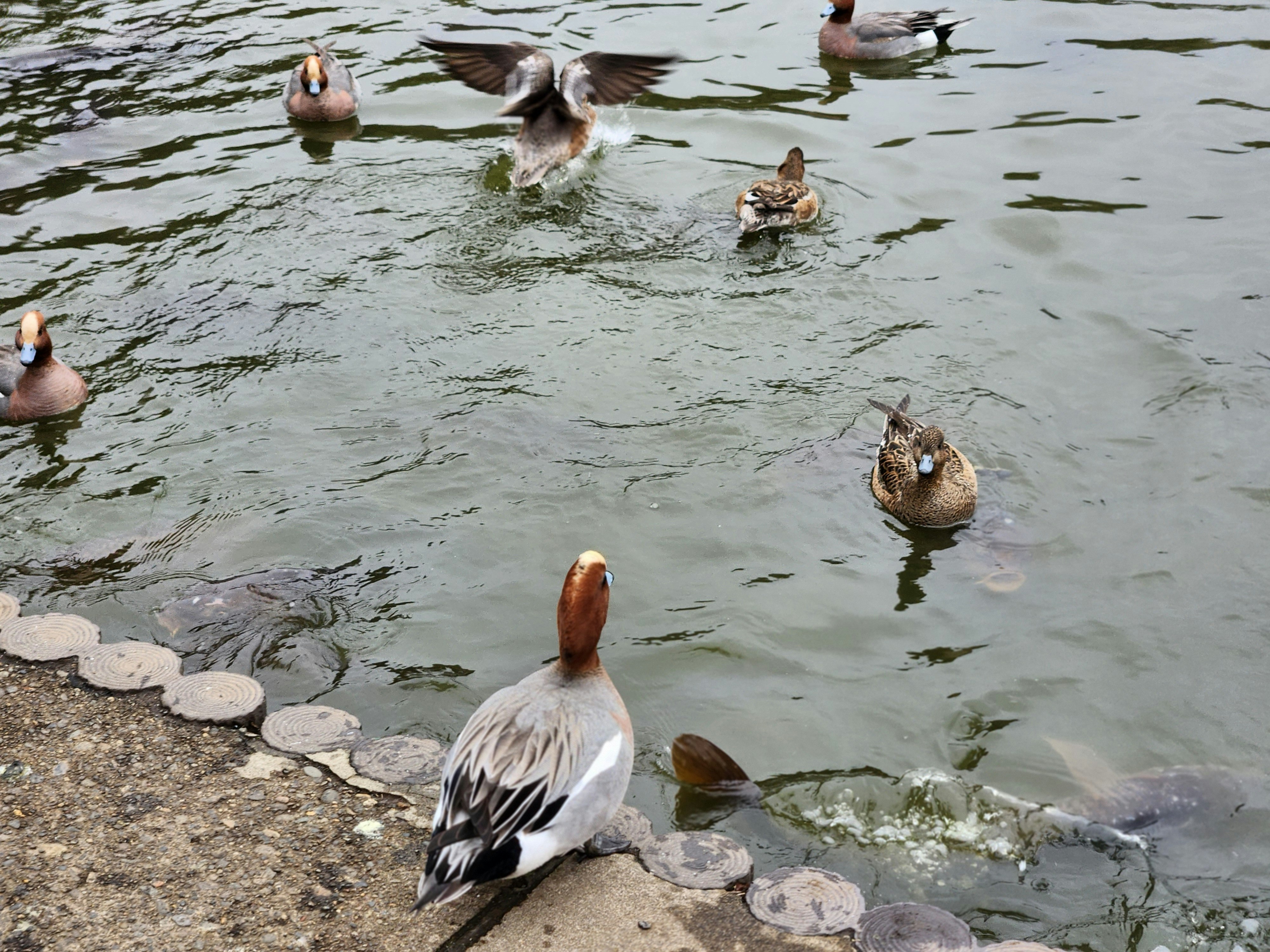 公園の水辺で水鳥が集まる池の岸辺