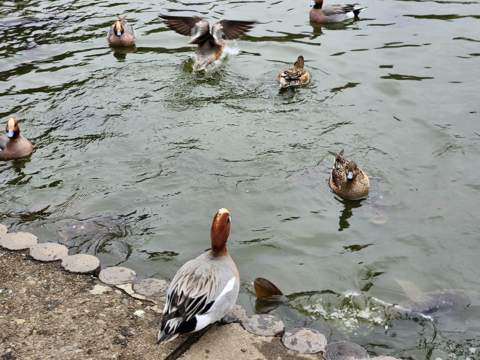 Un groupe de canards nageant dans un étang avec un canard sur le rivage