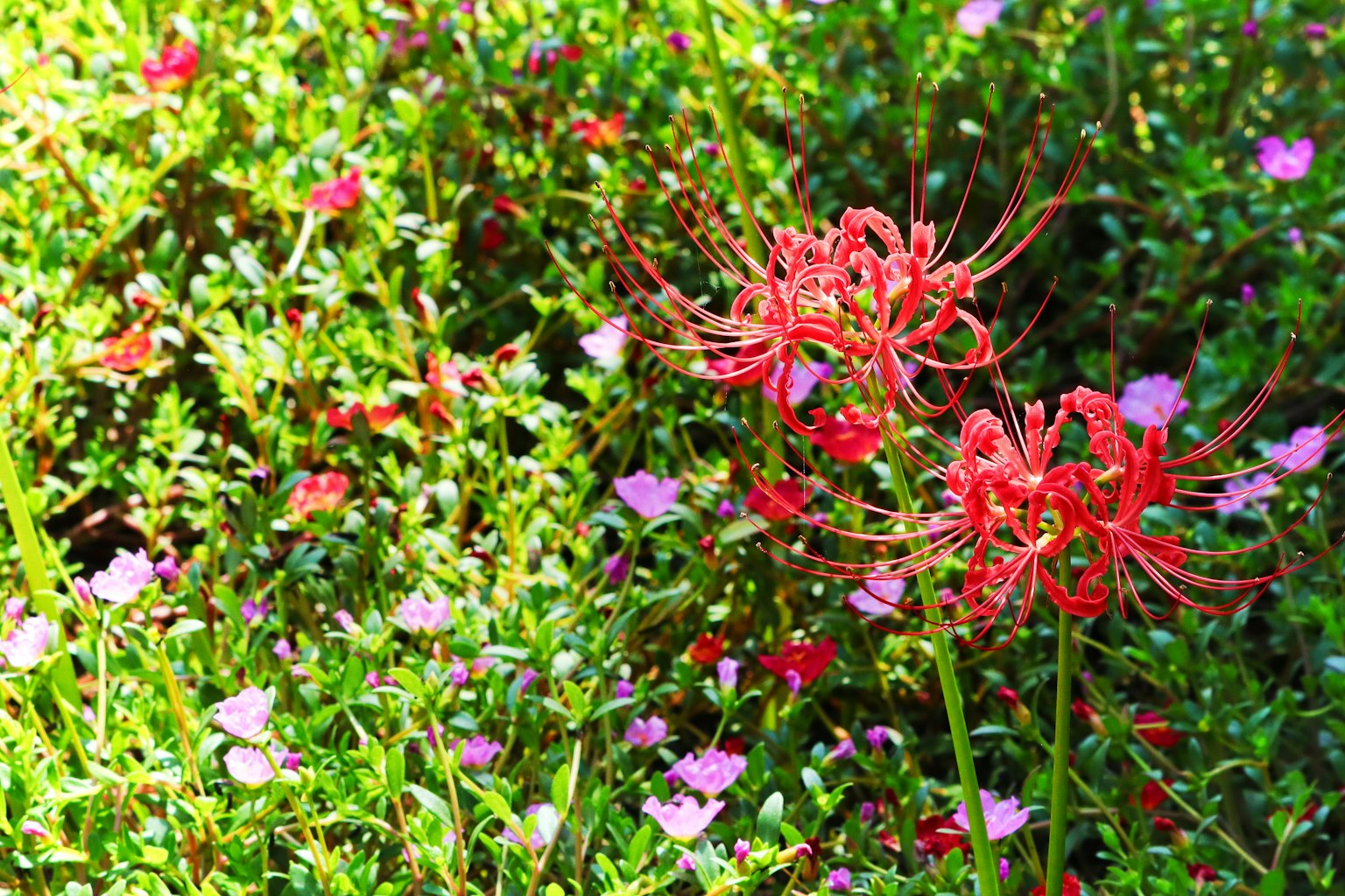 Lirios rojos rodeados de follaje verde y pequeñas flores rosas