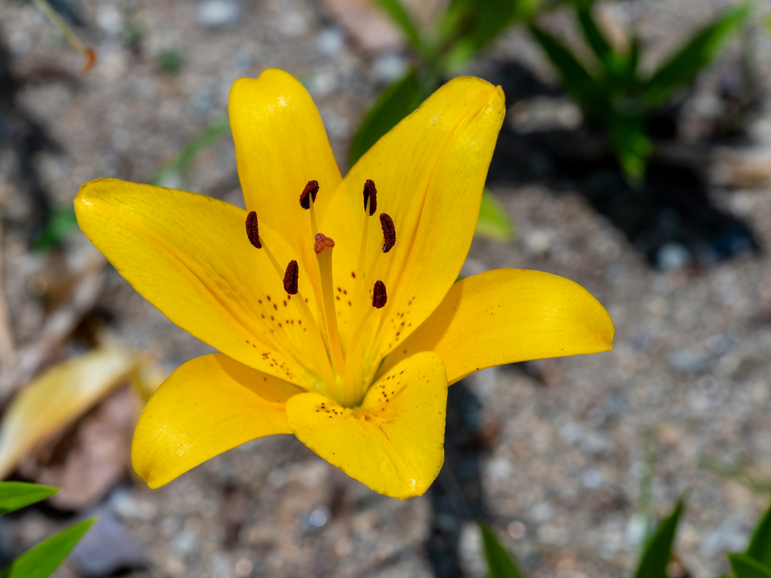 Lebensfrohe gelbe Lilie blüht