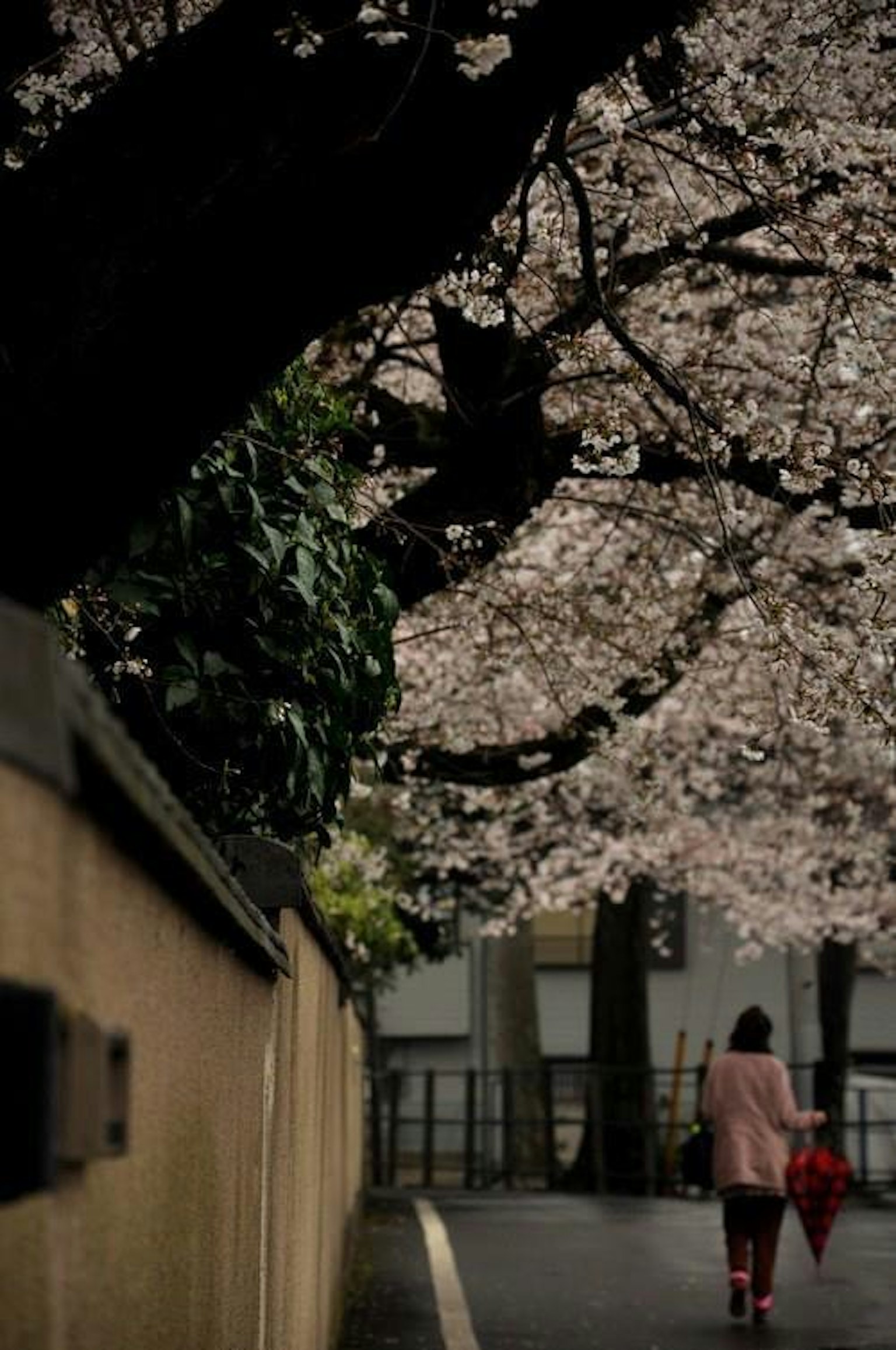 Donna che cammina sotto alberi di ciliegio in fiore con un ombrello rosa