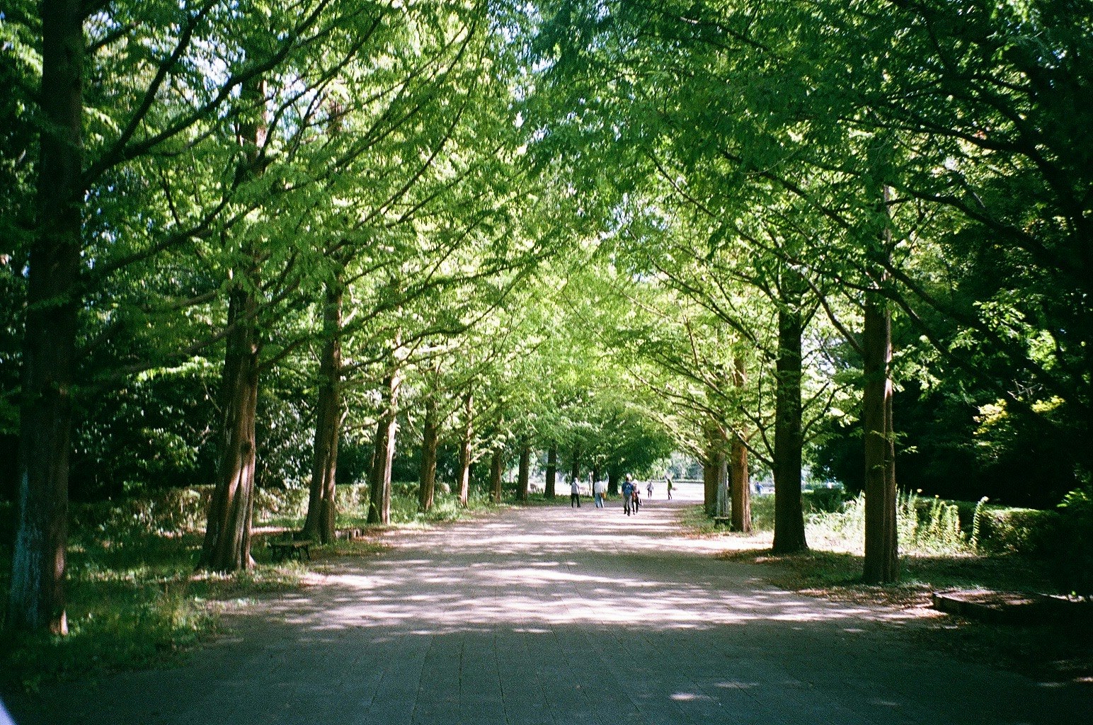 木々に囲まれた並木道のある公園の小道