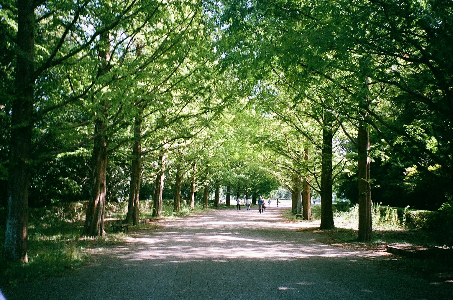 Un chemin paisible bordé d'arbres verts luxuriants