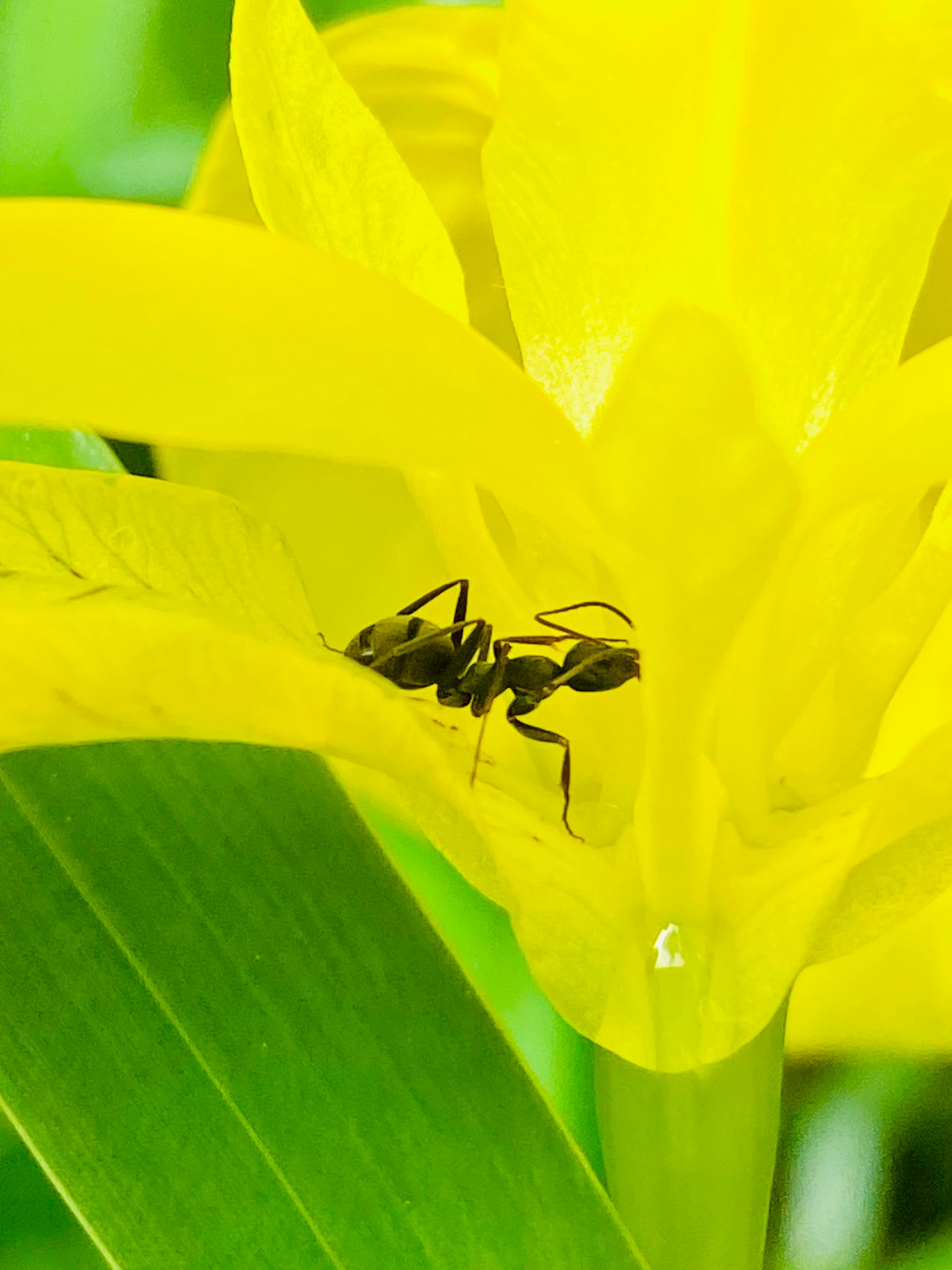 Fourmi noire sur une fleur jaune vif