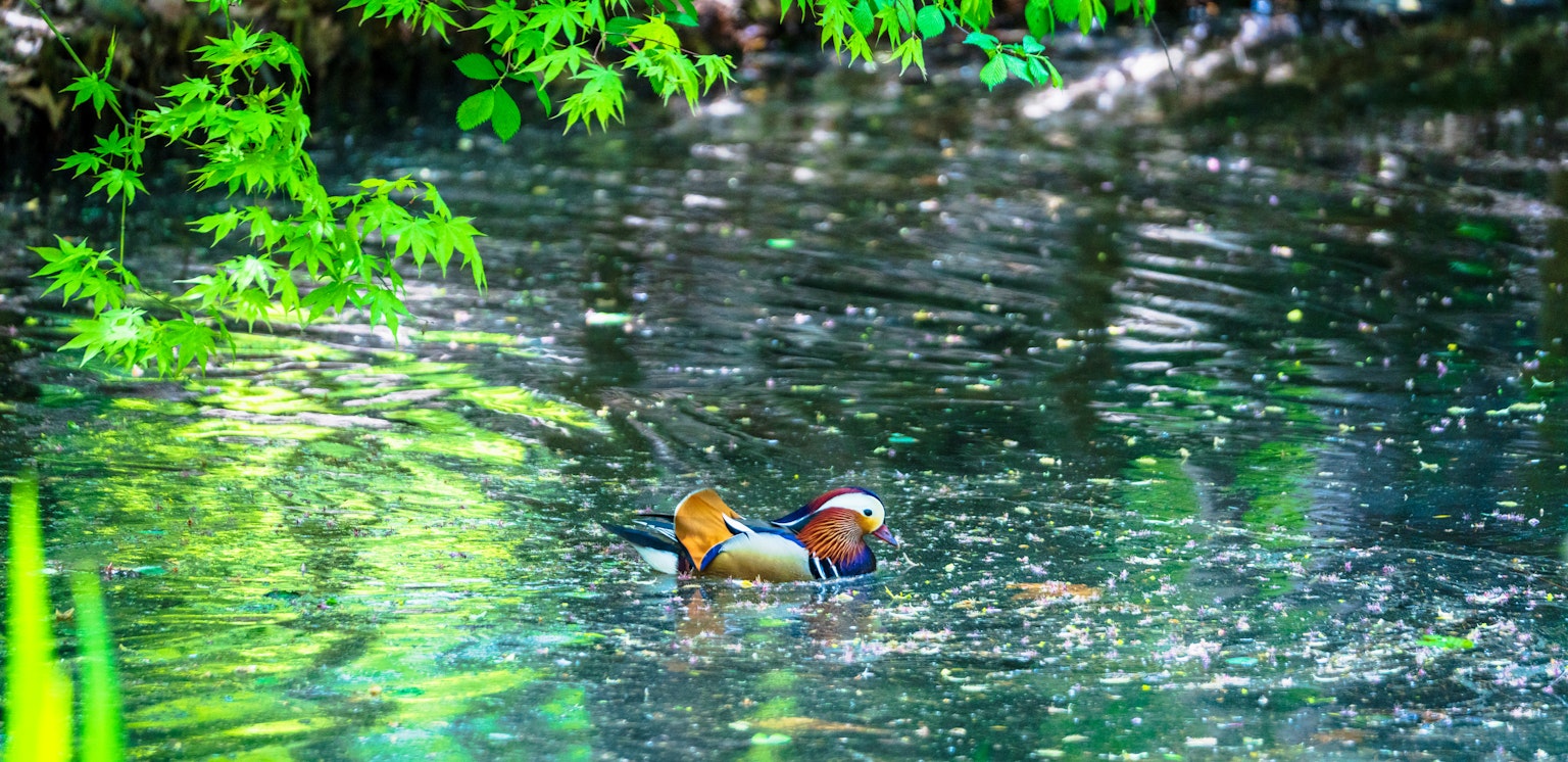 Chim nước nhiều màu sắc bơi lội trên mặt nước yên tĩnh bao quanh bởi cây cối tươi tốt