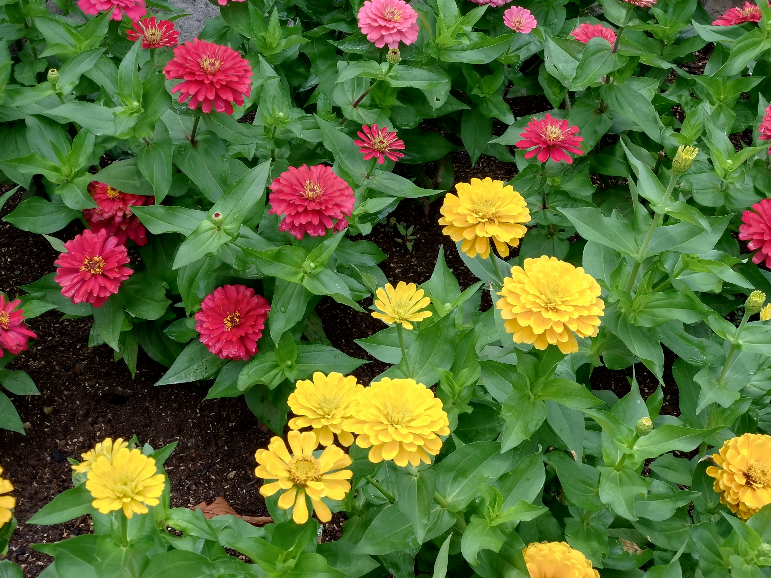 ピンクと黄色の百日草が咲く花壇の花