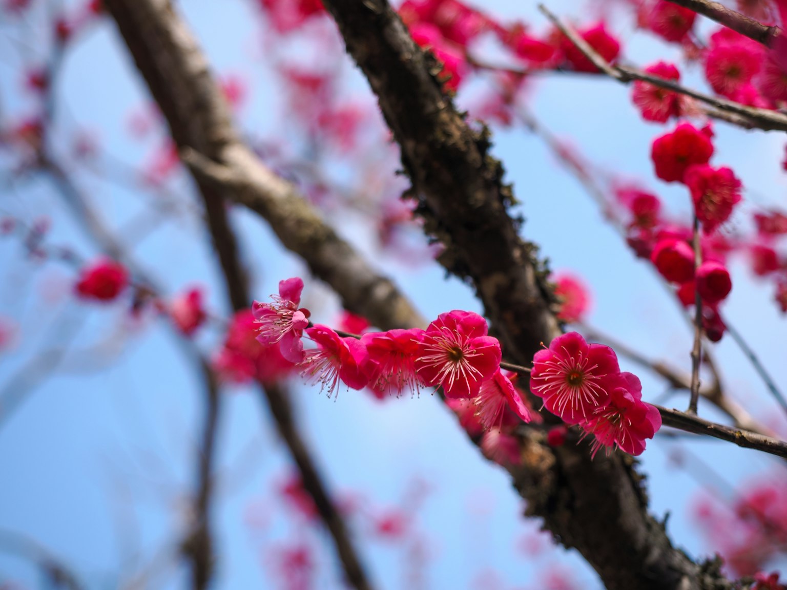 藍天下的鮮豔粉色梅花和樹枝