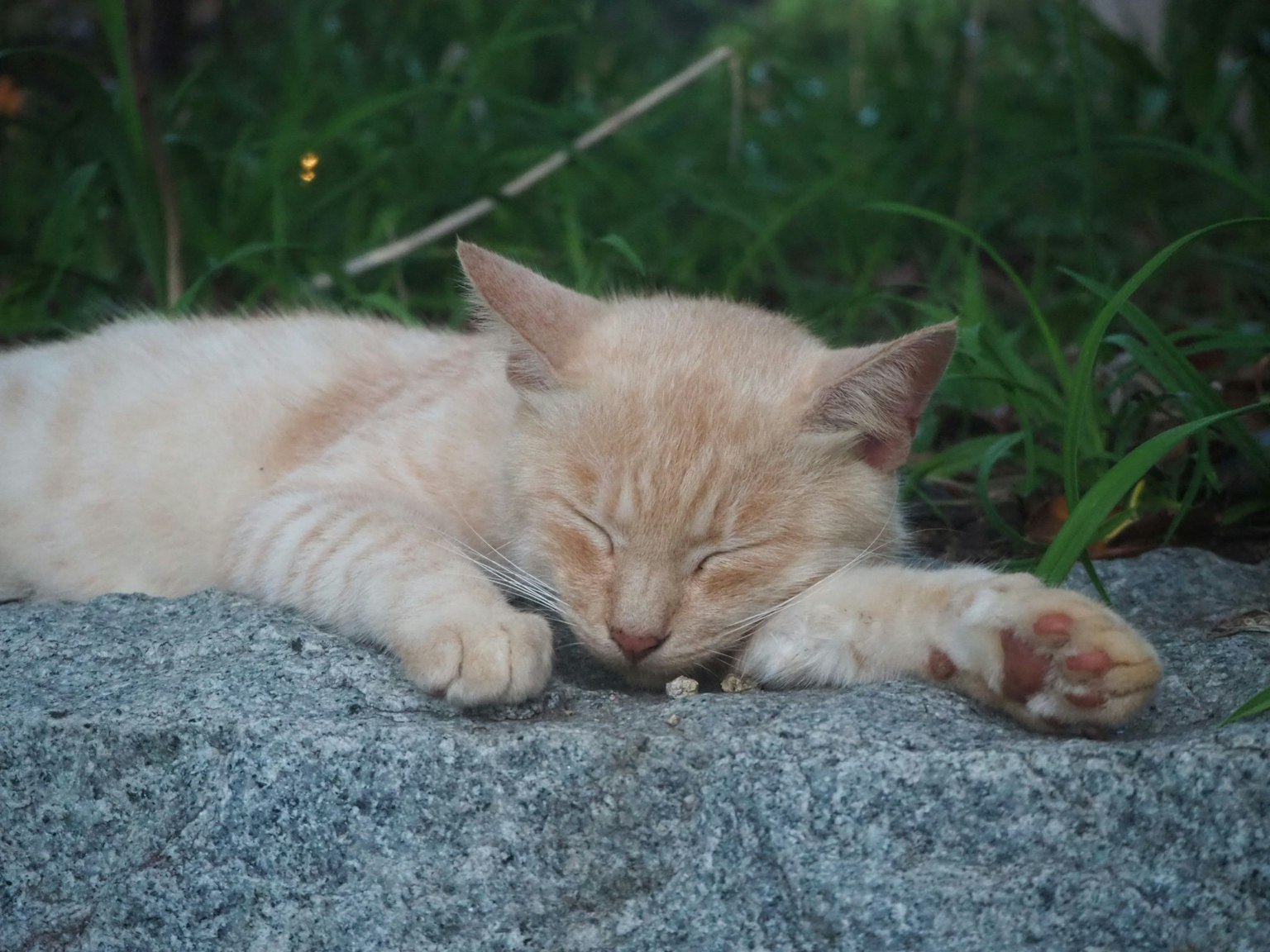 Kucing kecil berwarna krim tidur di atas batu dikelilingi rumput