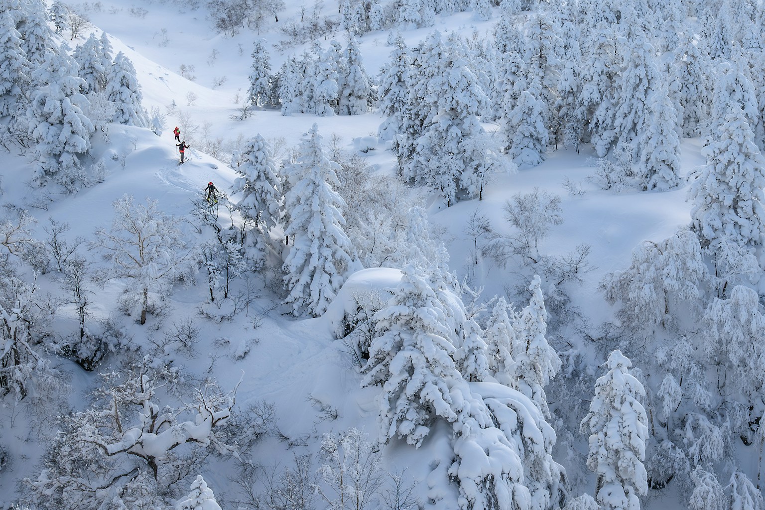 Vue pittoresque d'une forêt enneigée avec des personnes marchant