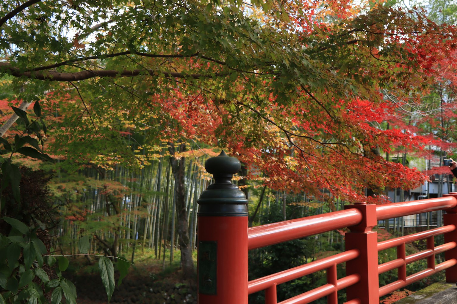 紅色橋樑與色彩斑斕的秋季樹葉的風景