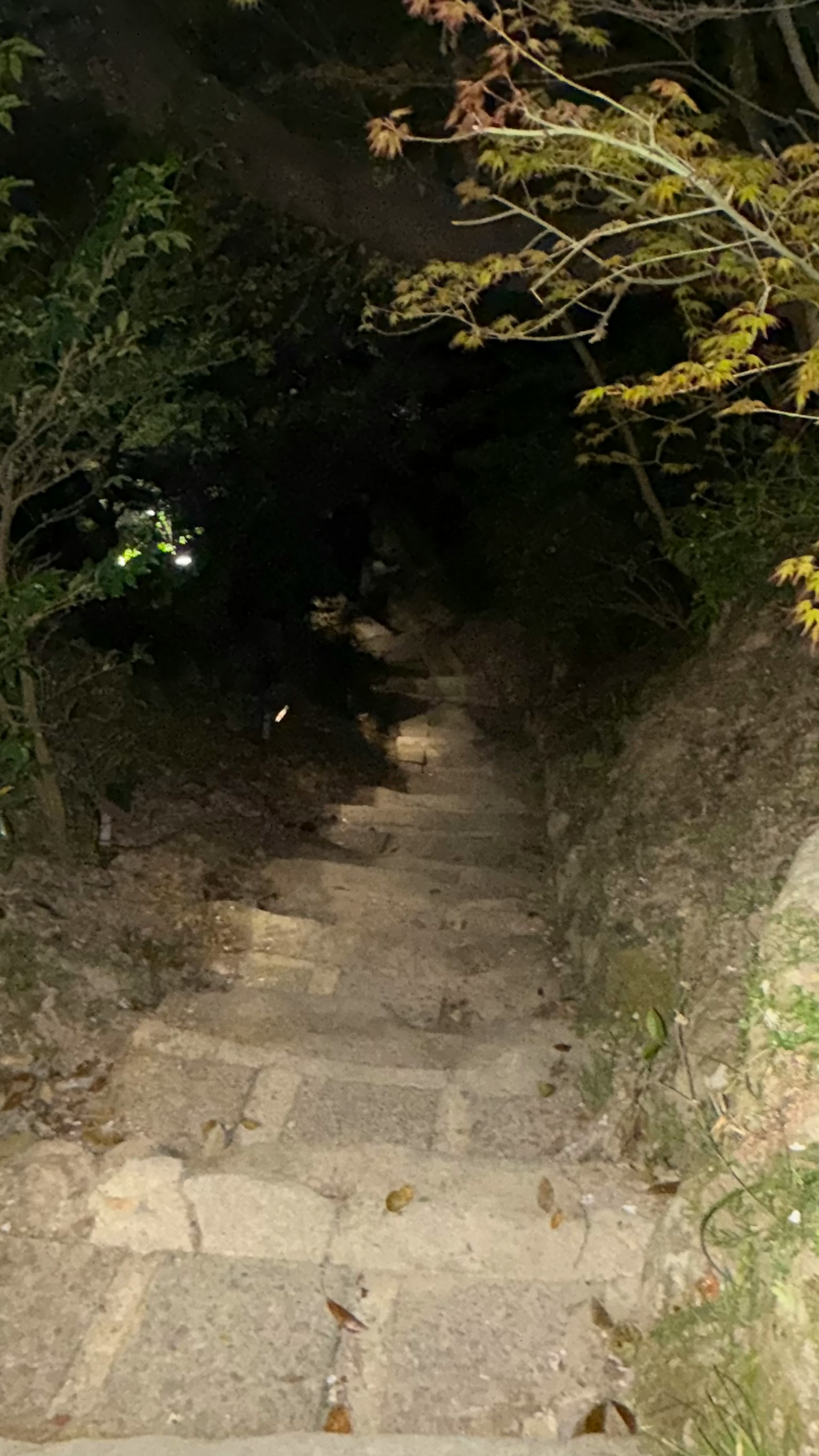 Escaleras de piedra que descienden a un área oscura rodeada de vegetación