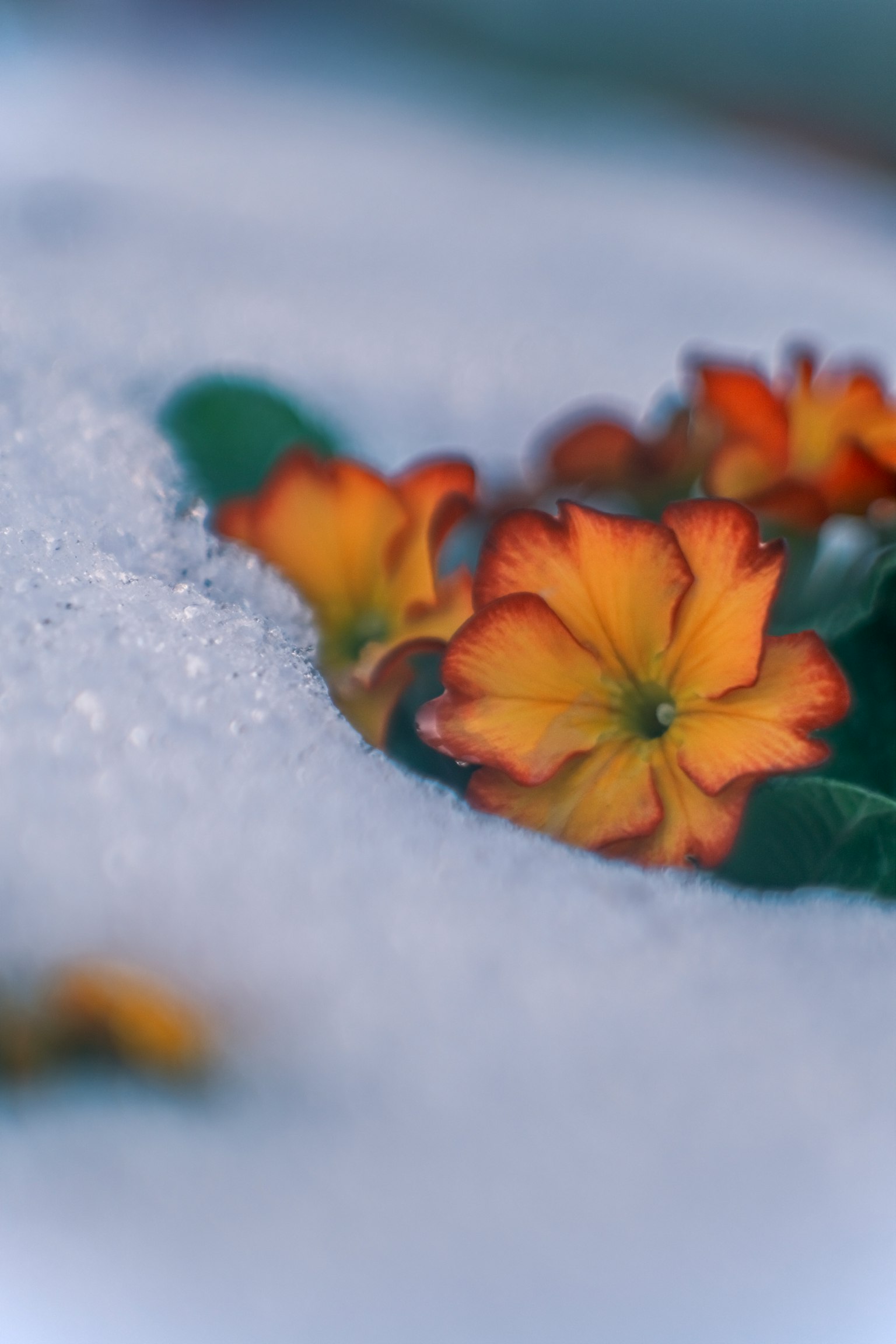 Orange and yellow flowers blooming in snow