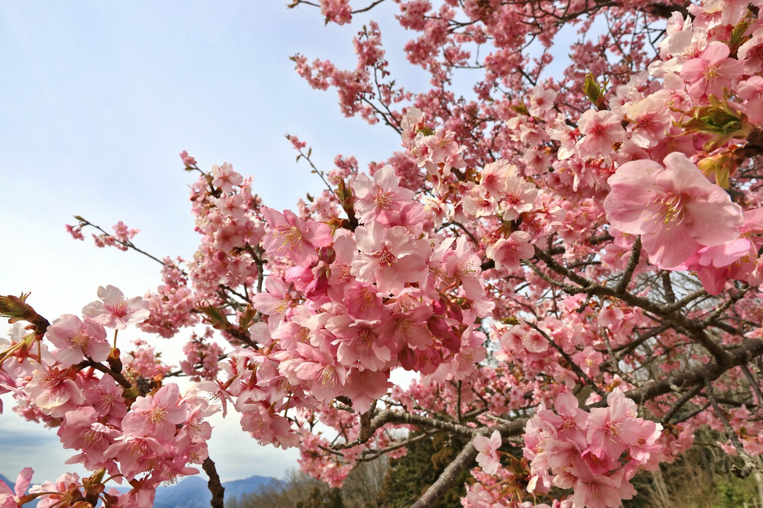 Cabang bunga sakura yang mekar dengan bunga merah muda dan langit biru