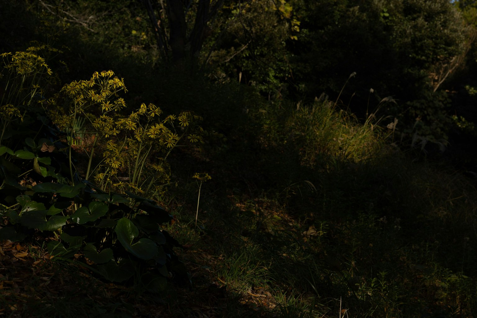 A dark forest scene featuring yellow flowers amidst greenery