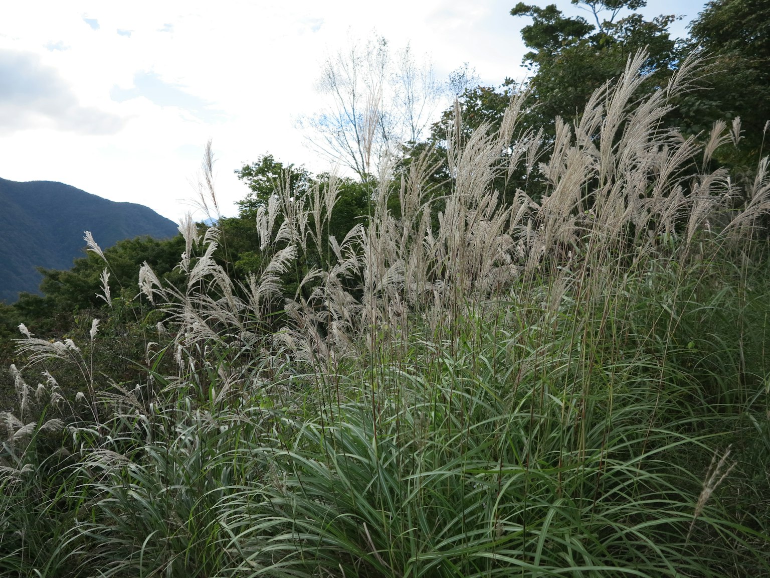 Landscape of tall grass with fluffy white plumes