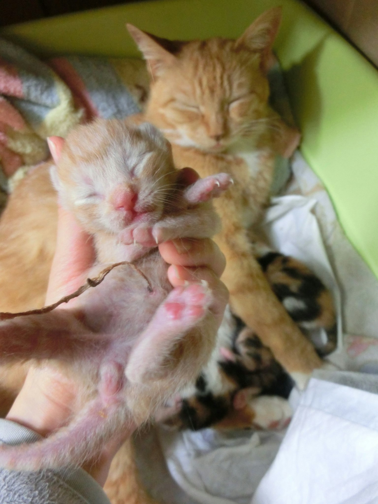 Một con mèo màu cam đang ngủ với mèo con trong môi trường ấm cúng