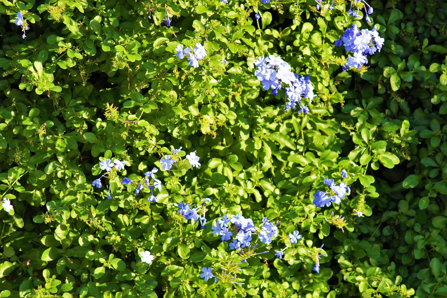 Un buisson vert luxuriant avec des grappes de fleurs bleues