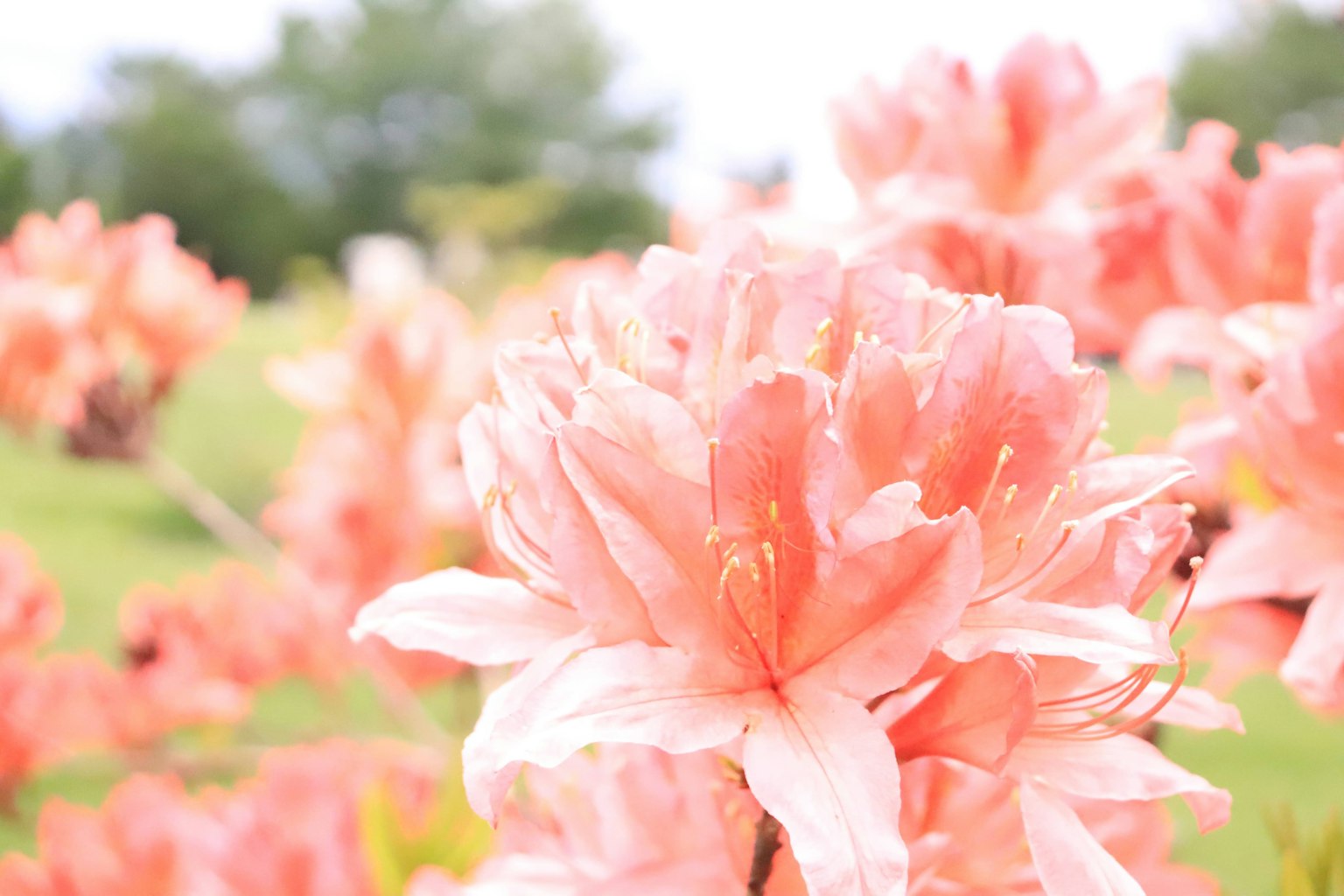 Fleurs d'azalée roses douces fleurissant dans un jardin