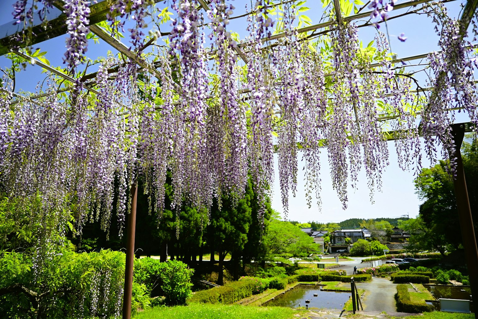 Vista de un jardín con flores de glicinia moradas en cascada