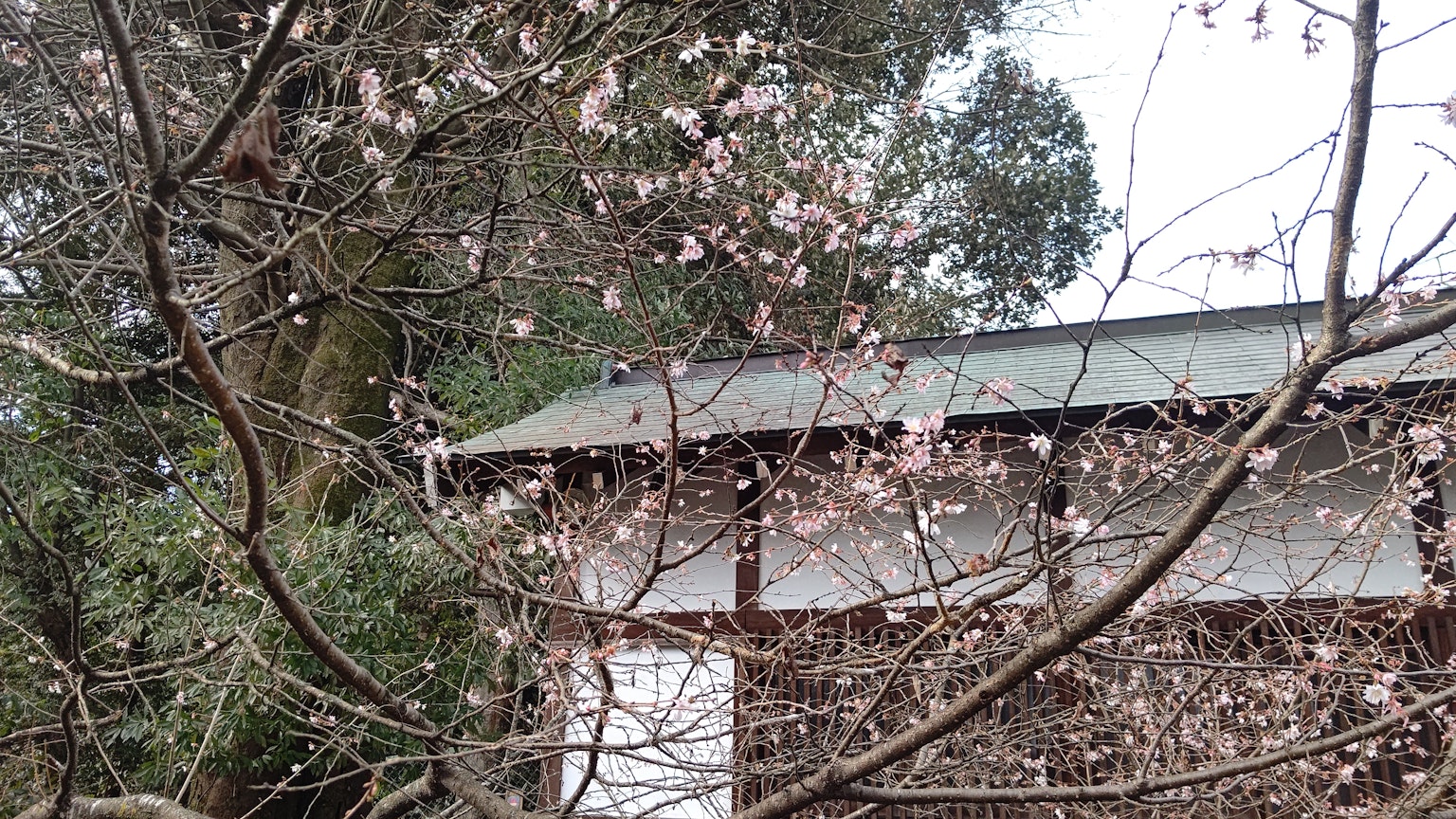 Une vue de cerisiers en fleurs avec des fleurs et une partie d'un vieux bâtiment