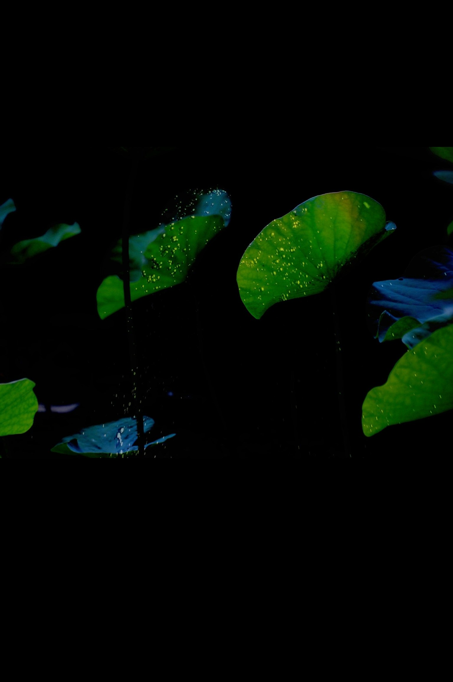 Feuilles de lotus vertes avec des gouttes d'eau sur fond sombre